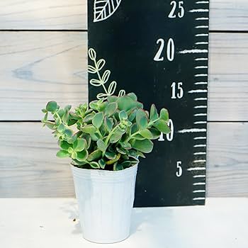 越中ミセバヤ カット苗 多肉植物 Amazon | 越中ミセバヤ 7.5cmポリポット 花苗 1株 はなみどり | 花