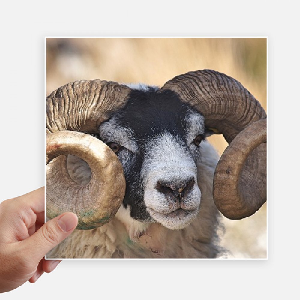 Pegatinas de animales de 20cm para tapar arañazos en maletas y personalizar motos con estilo