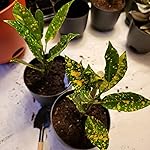 Review Image by Person_B Person_B