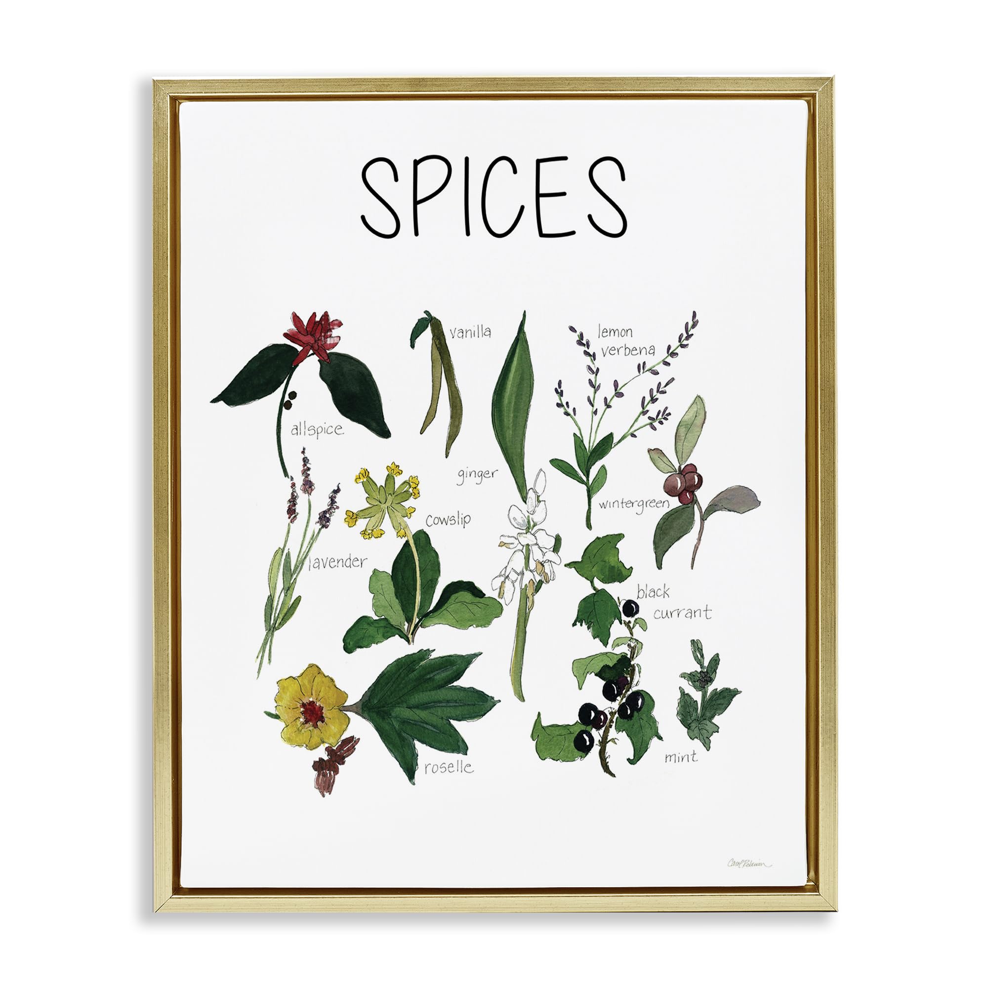 Stupell Industries Spices Botanical Identification Chart 'Spices Identification Chart', Floating Frame Canvas Art, Gold, 17 X 21 Inches, Easy To Hang And Sturdy, Made In Usa, By Carol Robinson