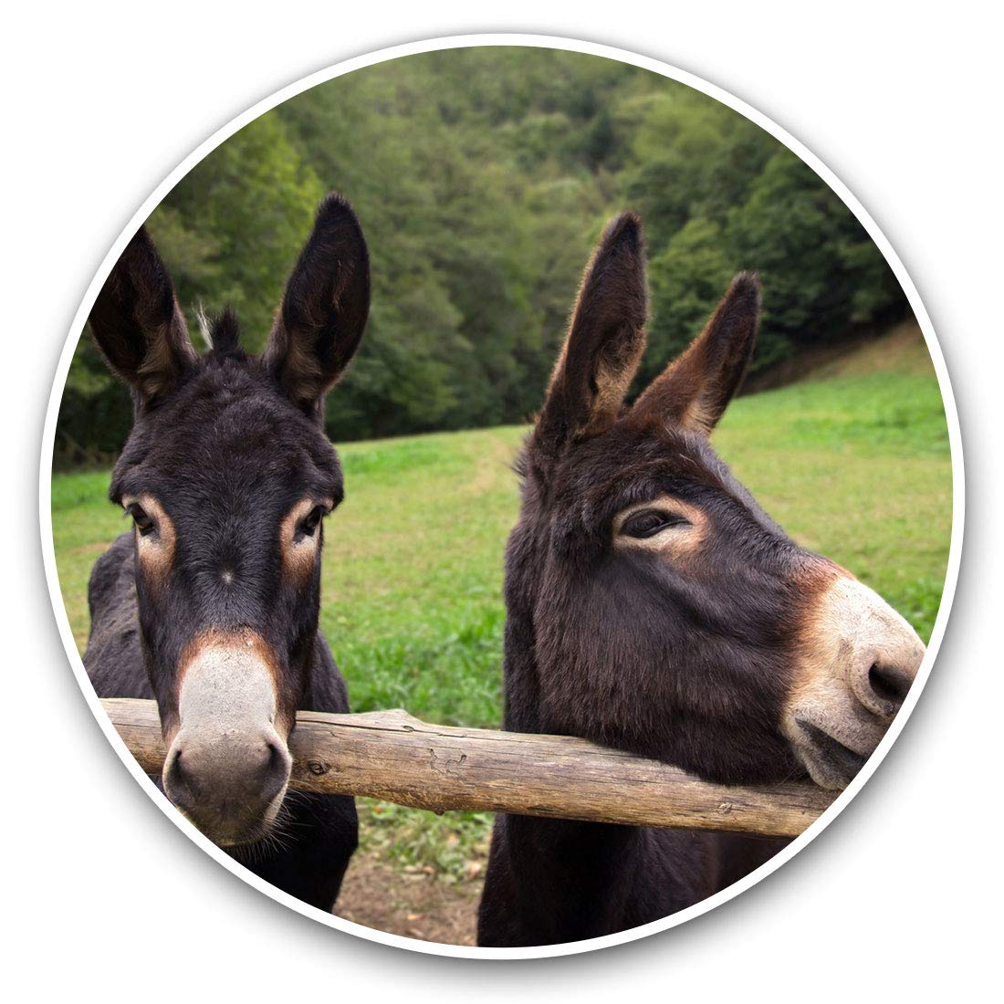 Destination Vinyl Ltd Cute Donkey Horse Pony 16451 Vinyl Stickers (Set Of 2) 25Cm - Cute Donkey Horse Pony #16451