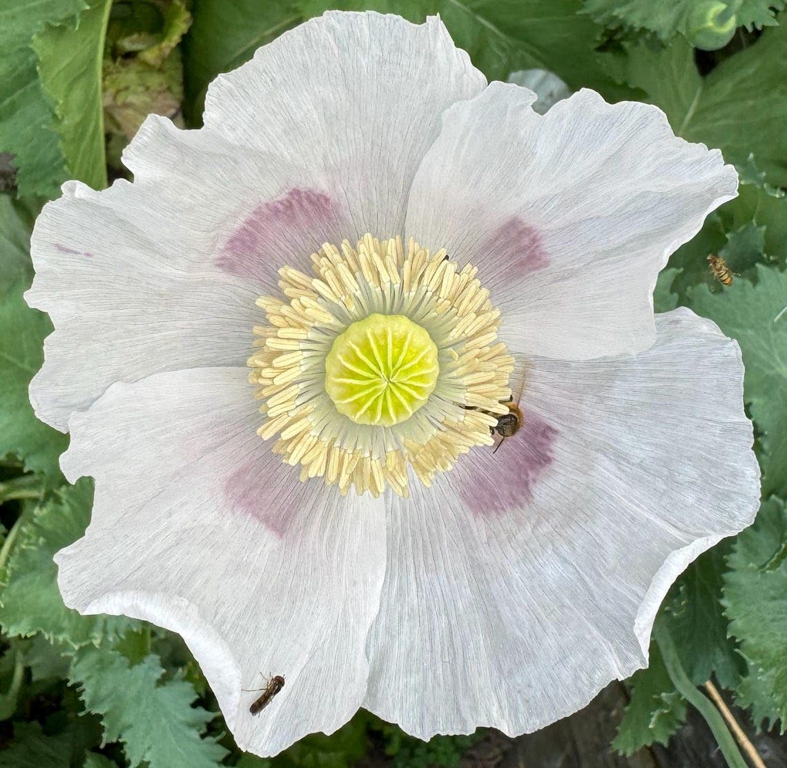 Graines De Papaver Somniferum à Haut Taux De Maroc - Foto 8