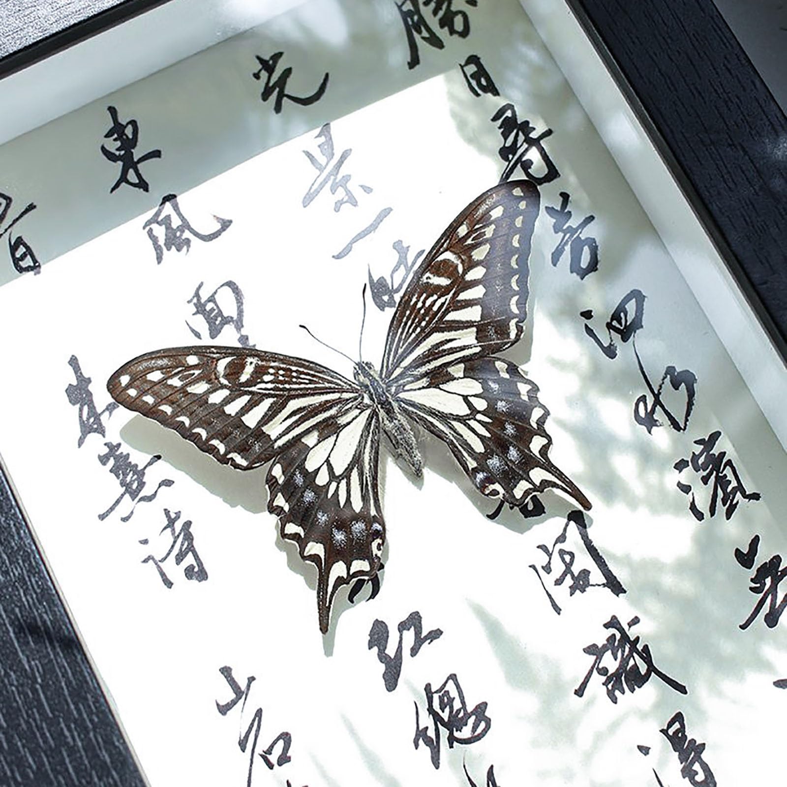 Real Mariposa Taxidermia Marco De Madera Negro Elegante Hecho A Mano(C)