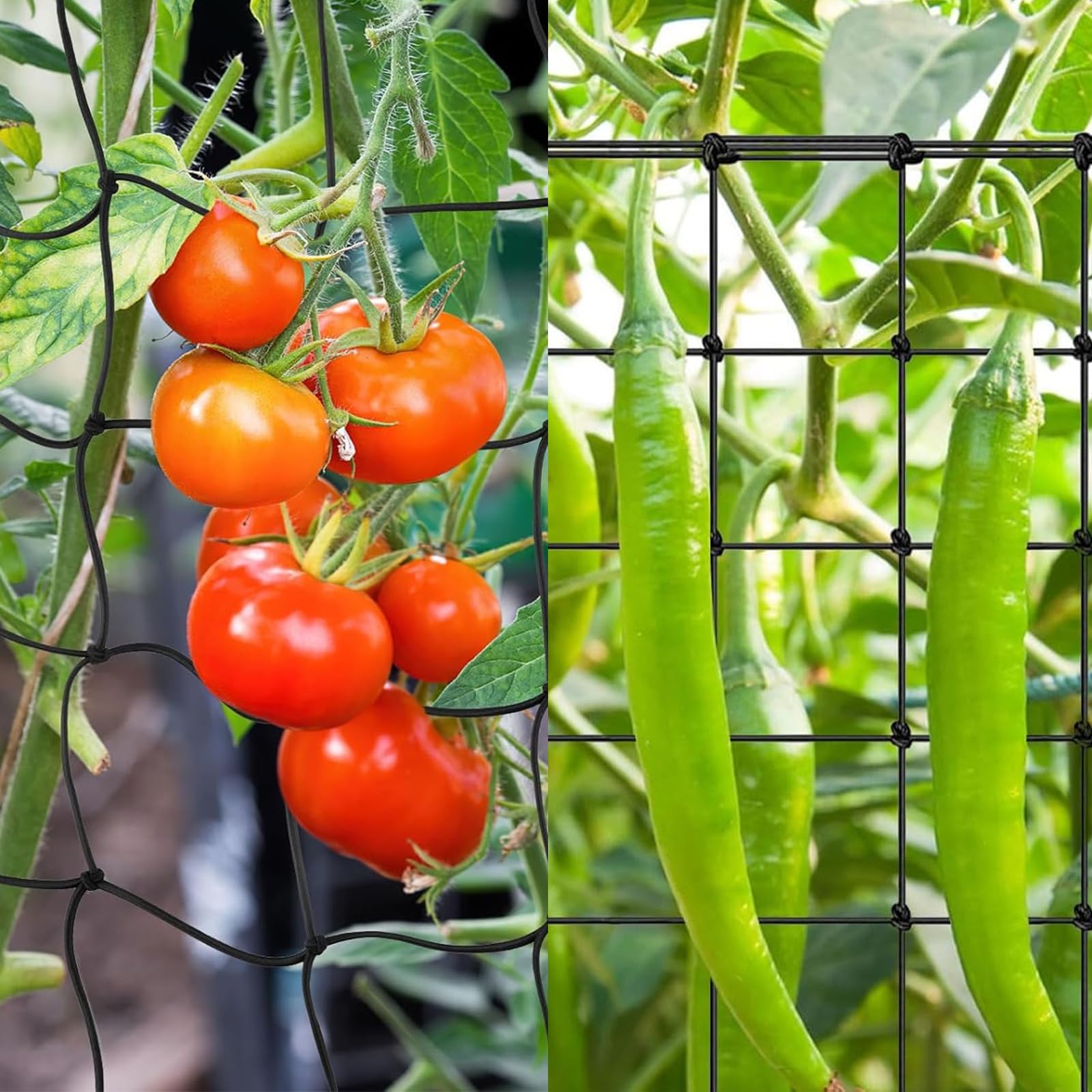 MCTNCT Rete per Piante Rampicanti 120x120 cm, Rete Elastica Per Piante con 4 Ganci, Rete Per Rampicanti, Rete di Supporto per Piante Per Giardinaggio Piantare Tenda Pianta Rampicante