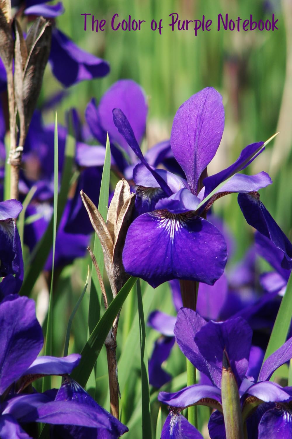 The Color of Purple Notebook