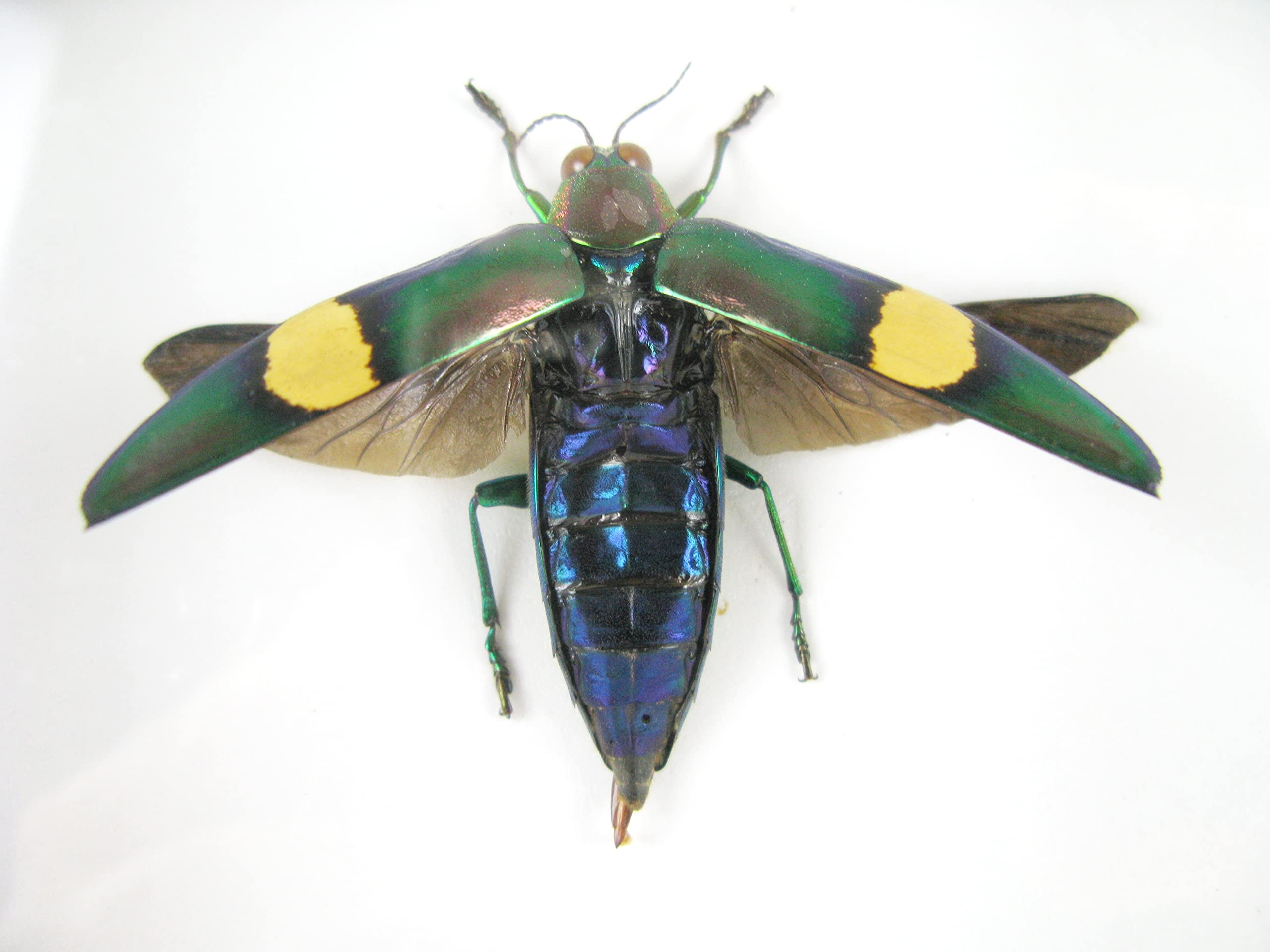Vero e bellissimo insetti in una vetrina 3D, decorazione da parete incorniciata, taxidermia - Entomologia - (3 x Jewel Beetles aperti - Buprestiadae sp.)