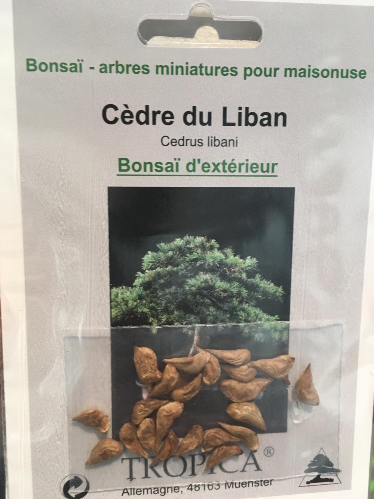 Tropica Bonsaï cèdre du Liban (Cedrus libani) 20 graines Amazon.fr Jardin