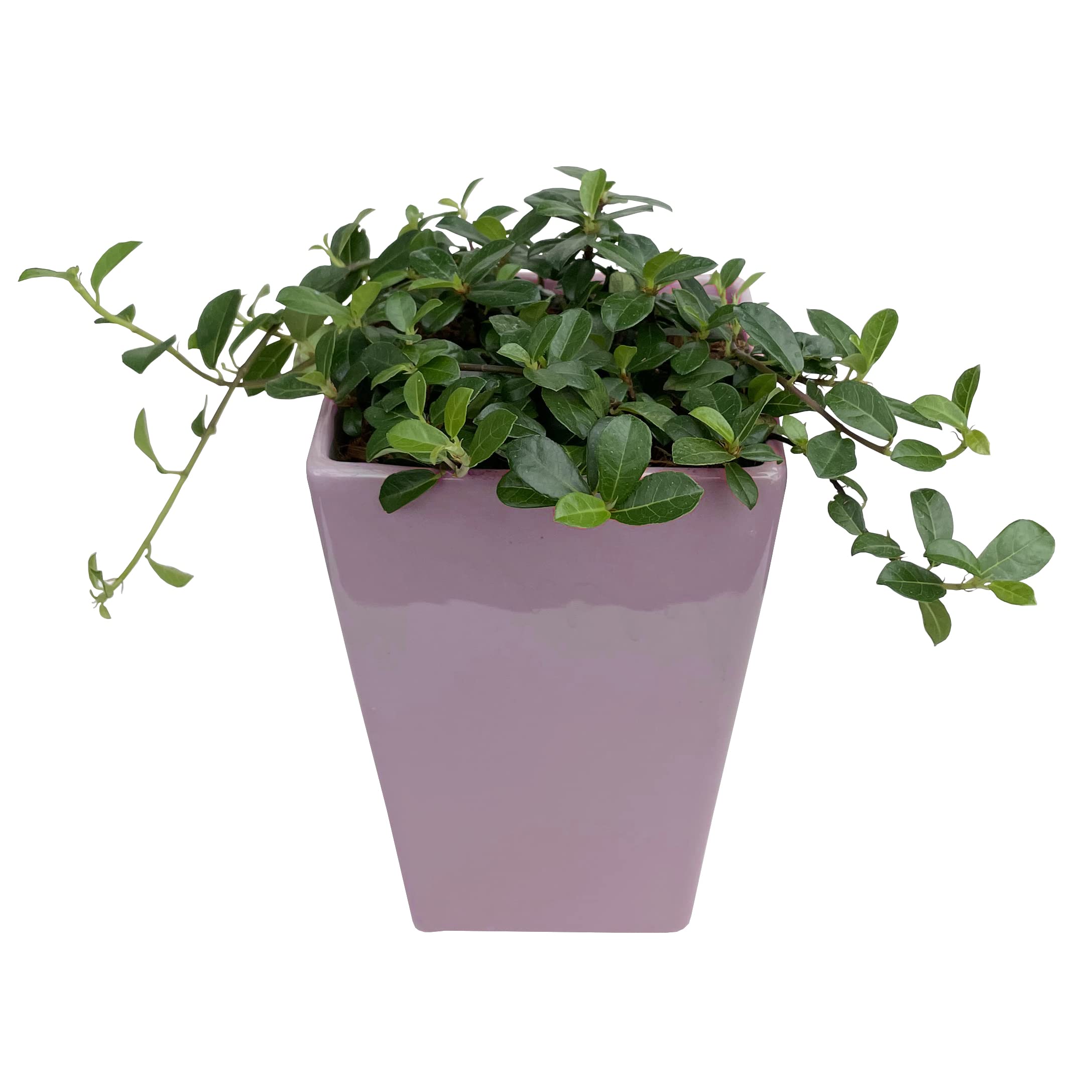 Amazon｜花のギフト社 ツル性ガジュマル鉢植え フィカス・シャングリラ