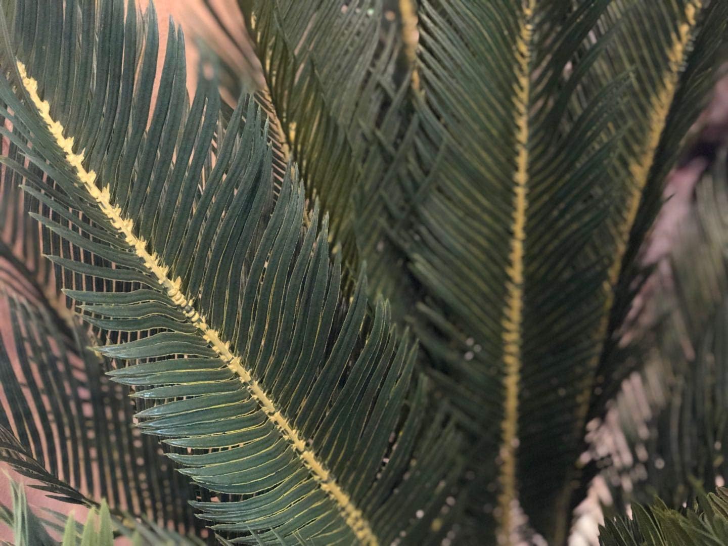 Amazon Amerique ゴージャス 3フィート Cycas Revoluta サゴ ヤシの木 人工植物 保育園ポット付き リアルテクノロジー 長さ28本 巨大な葉 グリーン 人工観葉植物 オンライン通販 Amazon Amerique ゴージャス 3フィート Cycas Revoluta サゴ ヤシの木 人工植物 保育園ポット付き リアルテクノロジー 長さ28本 巨大な葉 グリーン 人工観葉植物 オンライン通販