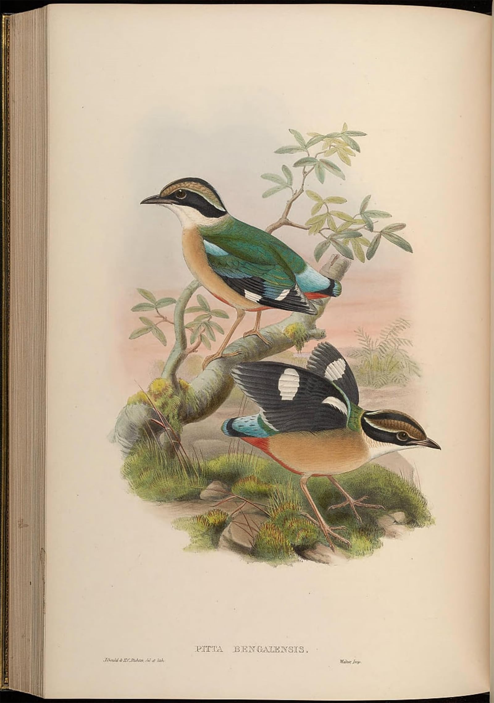 ARTXLXXBN Famous Painting Canvas Artwork Graffiti Print Animal Bird Pitta Bengalensis Pitta Brachyura by John Gould Portrait Canvas Image for Home Decor 60x90cm