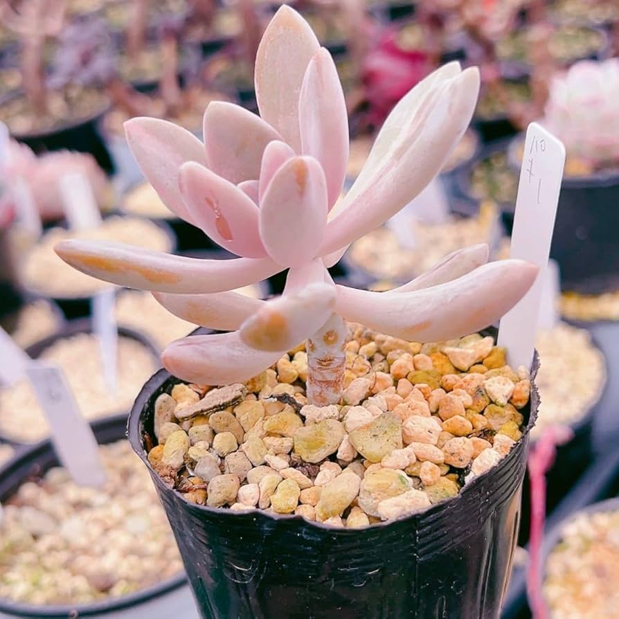 確認用　艶美人錦　多肉植物　パキフィツム 確認用 艶美人錦 多肉植物 パキフィツム Amazon｜A！！多肉植物