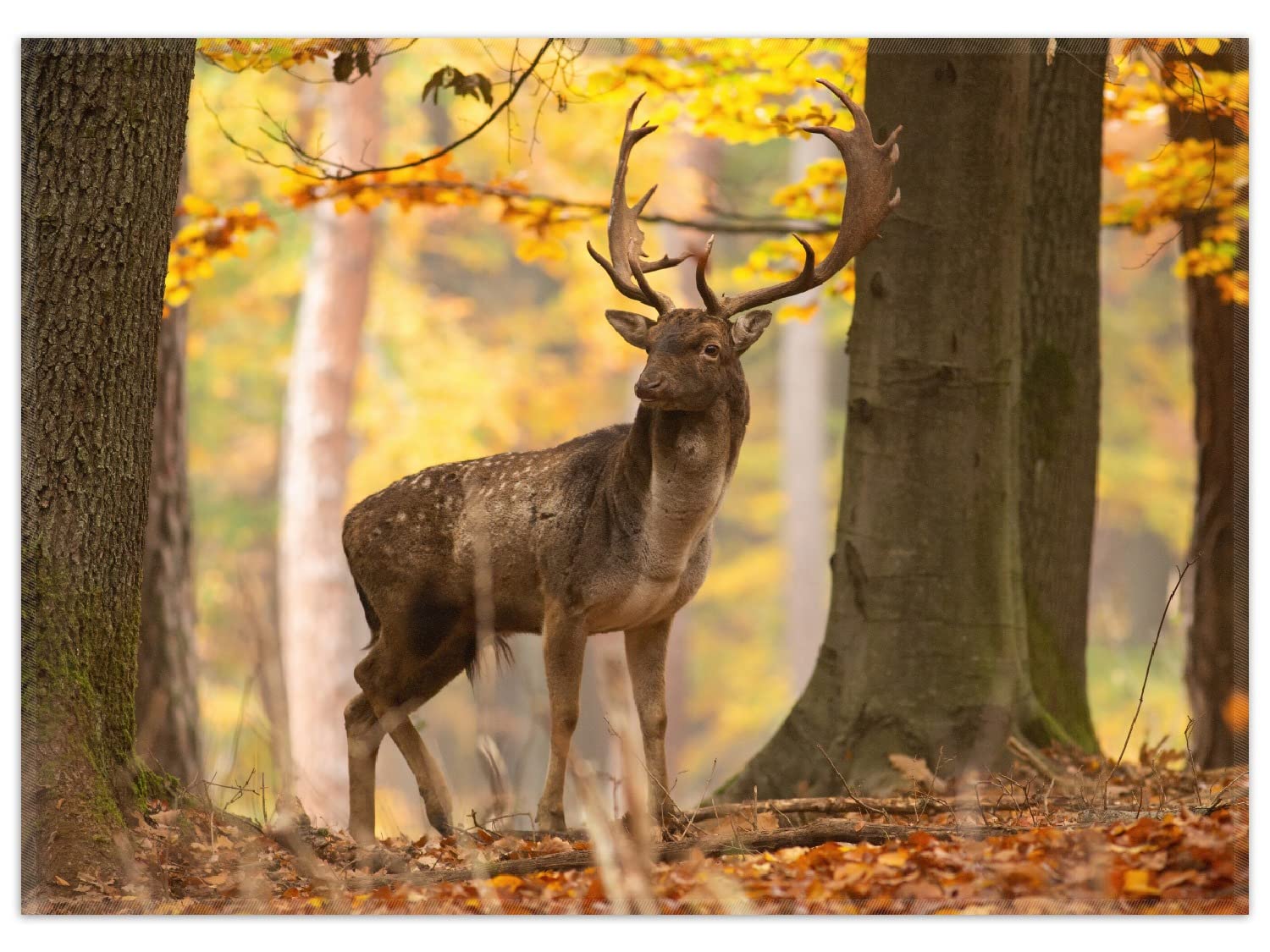 Wallario Rutschfester, Teppich mit Motiv - Fußmatte Damhirsch im Herbstwald, Größe 50 x 70 cm - flachgewebt