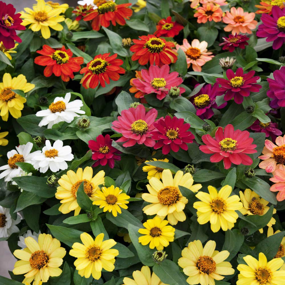 Live Green Zinnia Mixed Color Flower Seeds for Summer Season - Qty 30 Seeds (B0BX6CNTKC) Amazon Price History, Amazon Price Tracker