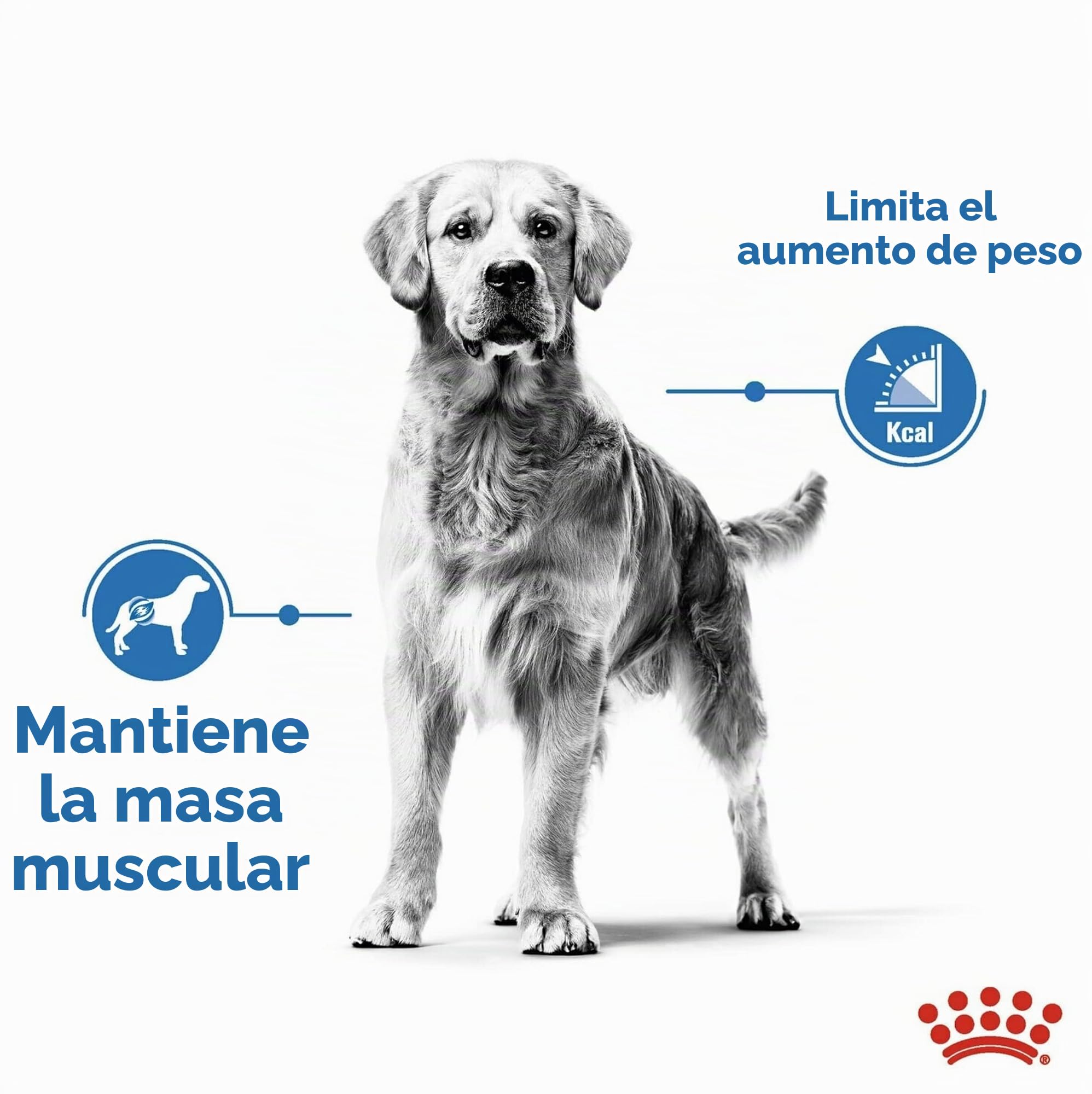ROYAL CANINE ADULT MEDIUM LIGHT WEIGHT CARE 10KG