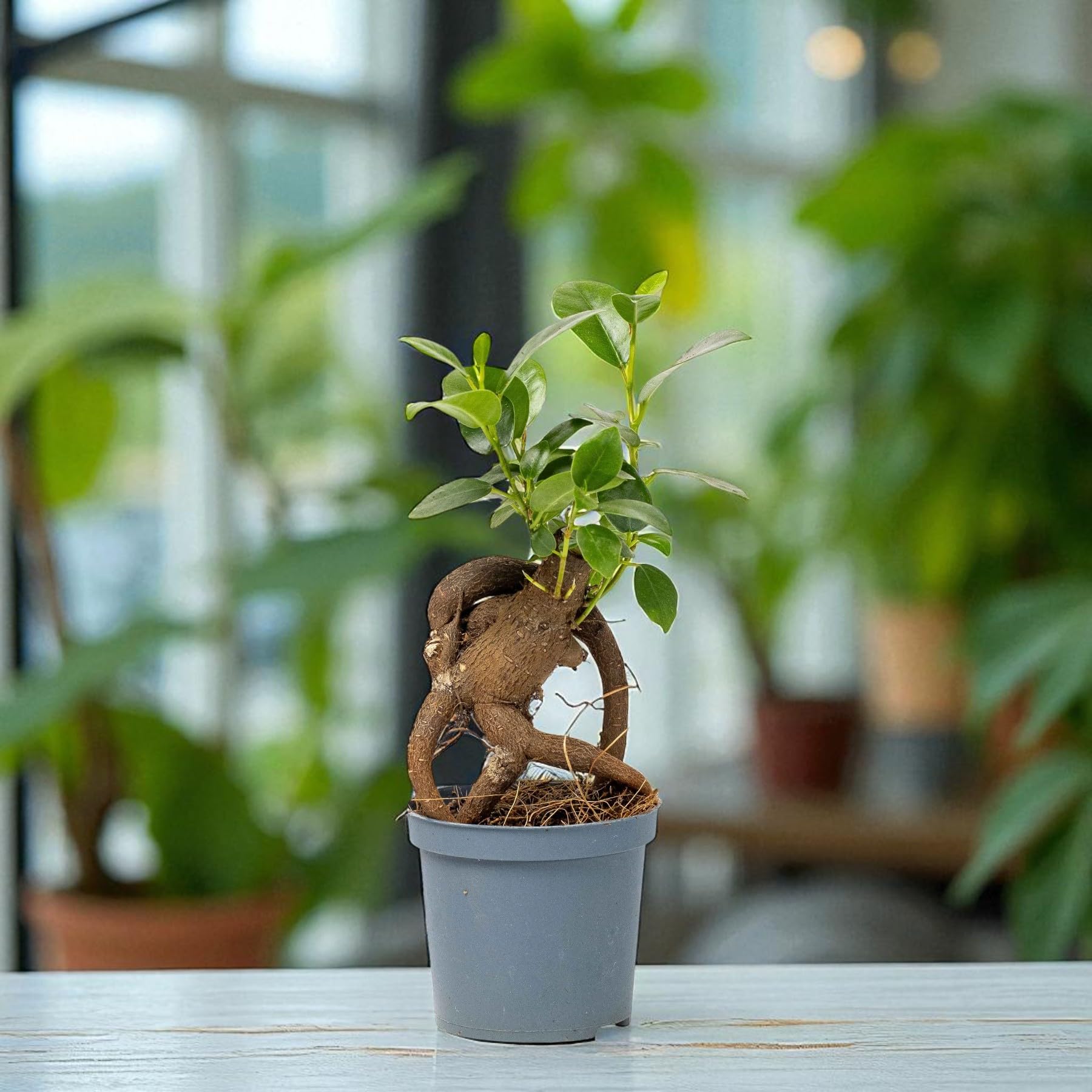 Carbeth Plants Ficus retusa Banyan Tree 1 x 6cm Pot - Mini Indoor Bonsai Tree with Glossy Foliage - Beginner Friendly Easy Care Evergreen Air Purifying Houseplant for Homes, Desks & Zen Décor
