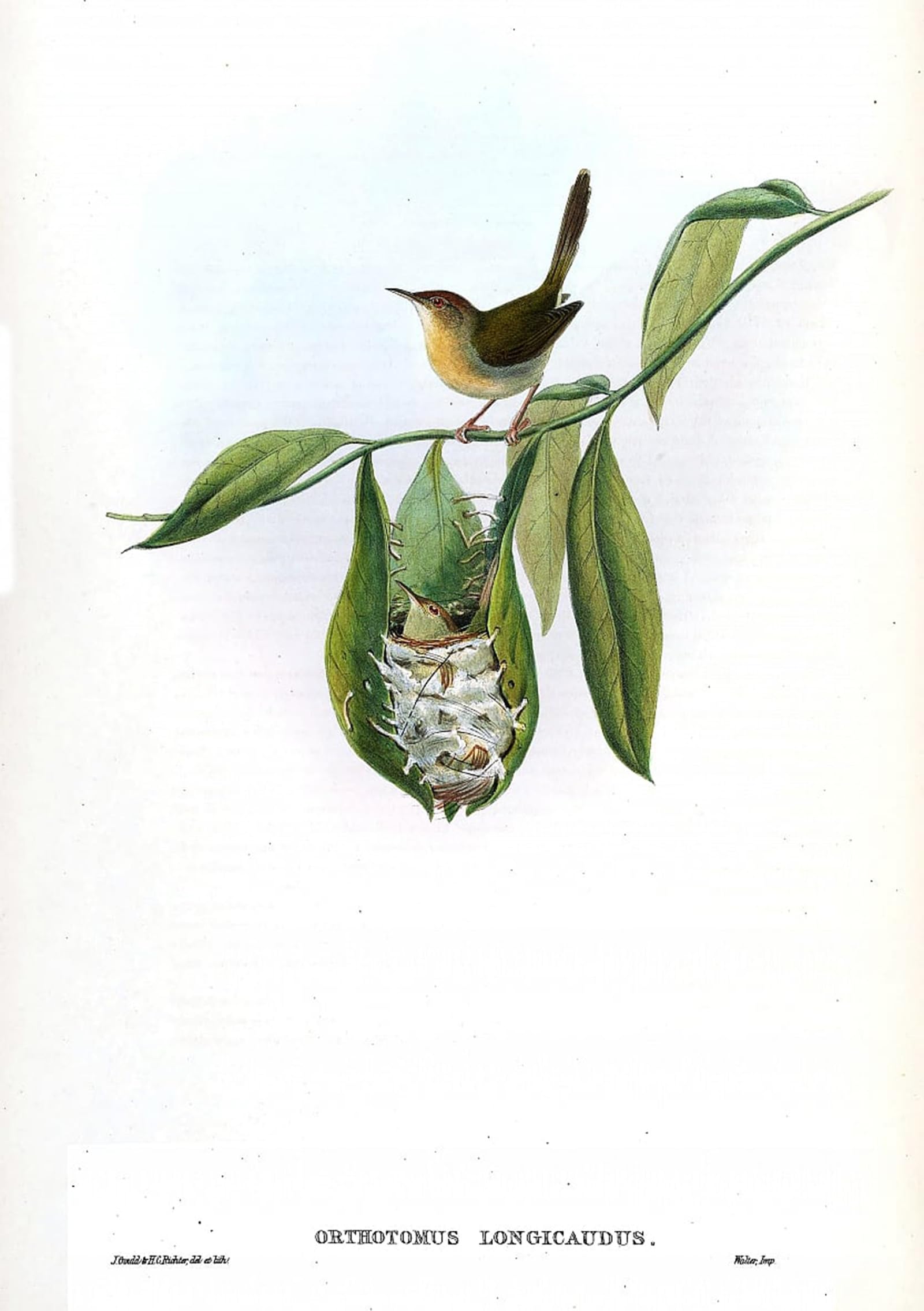 POSTERIIk Famous Print Pop Art Wall Art Graffiti Animal Bird Orthotomus Longicaudus Orthotomus Sutorius Longicaudus by John Gould Art Prints for Home Decor 60x90cm