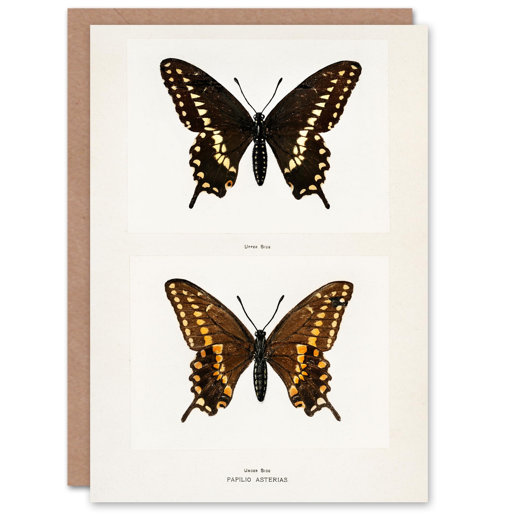 Artery8 Sherman Denton Art Card Black Swallowtail Butterfly