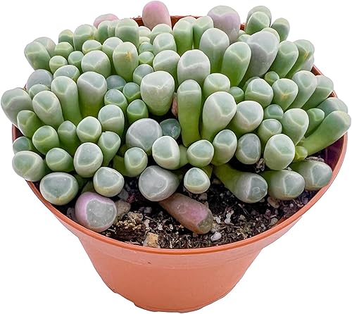 Miniatura 39 de Suculenta única Echeveria “Dusty Rose” de 4 pulgadas, suculentas vivas completamente enraizadas en macetas, fácil cuidado, para decoración