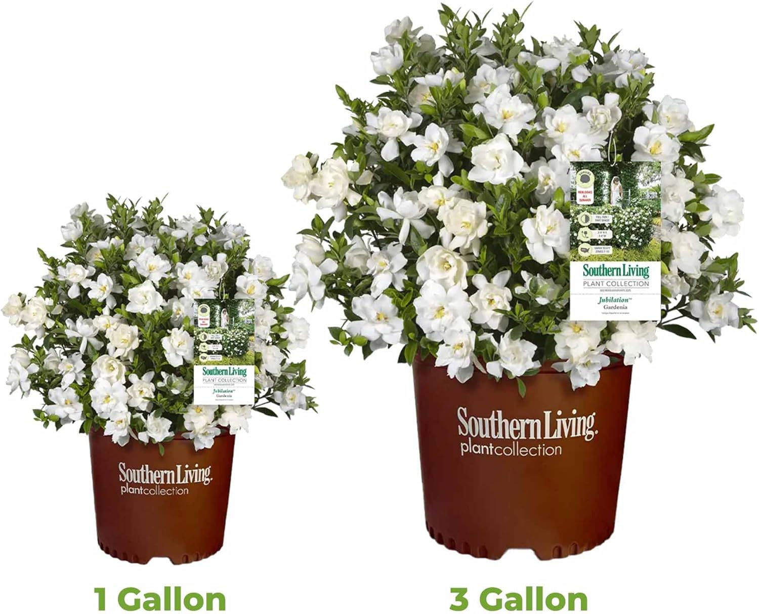 Perfect Plants Jubilation Gardenia by Southern Living in 1 Gal. Grower’s Pot | Fragrant, Compact White Flowering Shrub | Blooms Spring Through Fall | Attracts Pollinators | Easy to Grow | Zones 7-10