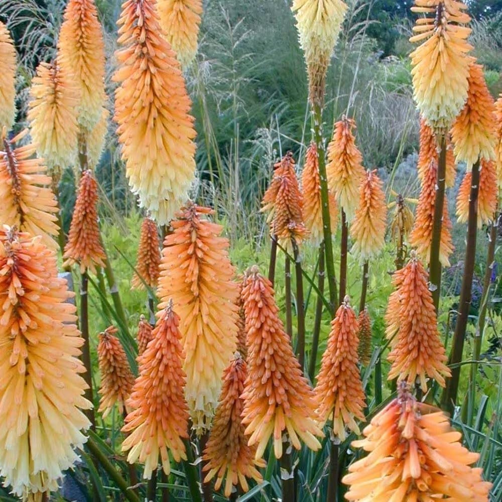 Plant Theory 9cm Pot Kniphofia Tawny King Red Hot Poker Perennial