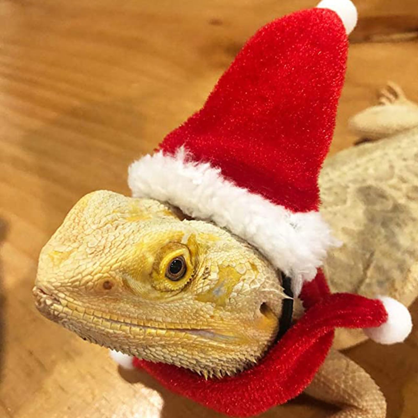 Disfraz De Tiburón Y Gorro De Santa Para Lagartos - Conjunto Navideño Para Dragones Barbudos
