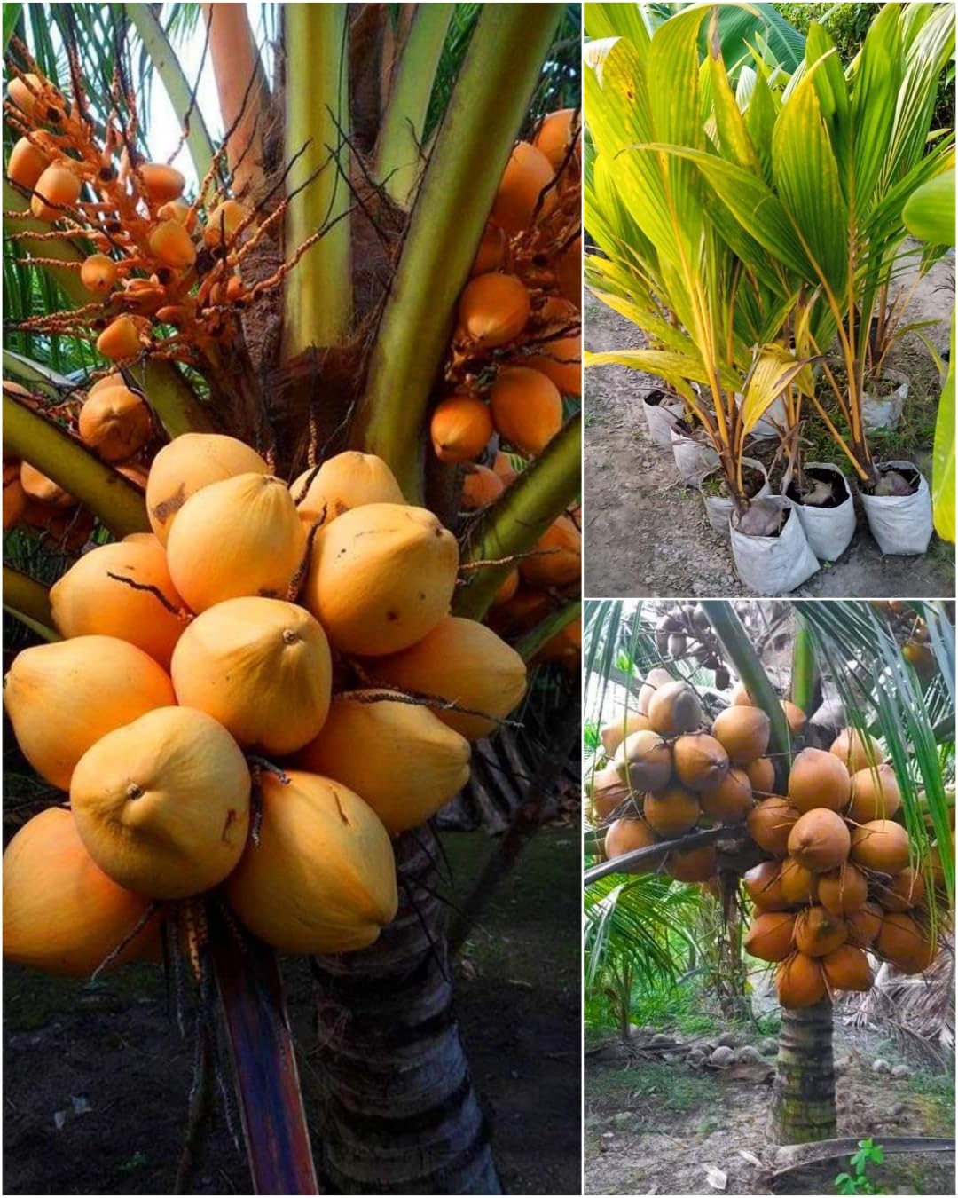 Native Earth Kerala Yellow Coconut Plant - Dwarf Variety Hybrid Tree Height 2-3 Feet, Pack Of 1 Plant (B0CDGSKLGR) Amazon Price History, Amazon Price Tracker
