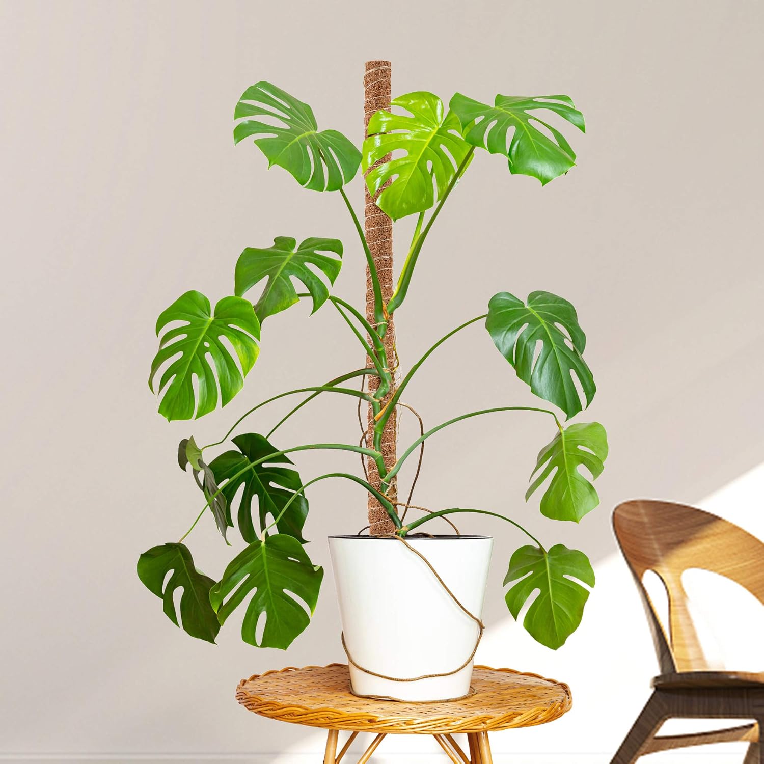 62.8 Inches Support Indoor Plants, 4 Pack 15.7 Inches Moss Pole for Plants to Grow Upwards, Climbing Indoor Plants, Stick for Creeper, Coir Totem Pole Plant Support, Plant Support Pole,Coco Coir Poles