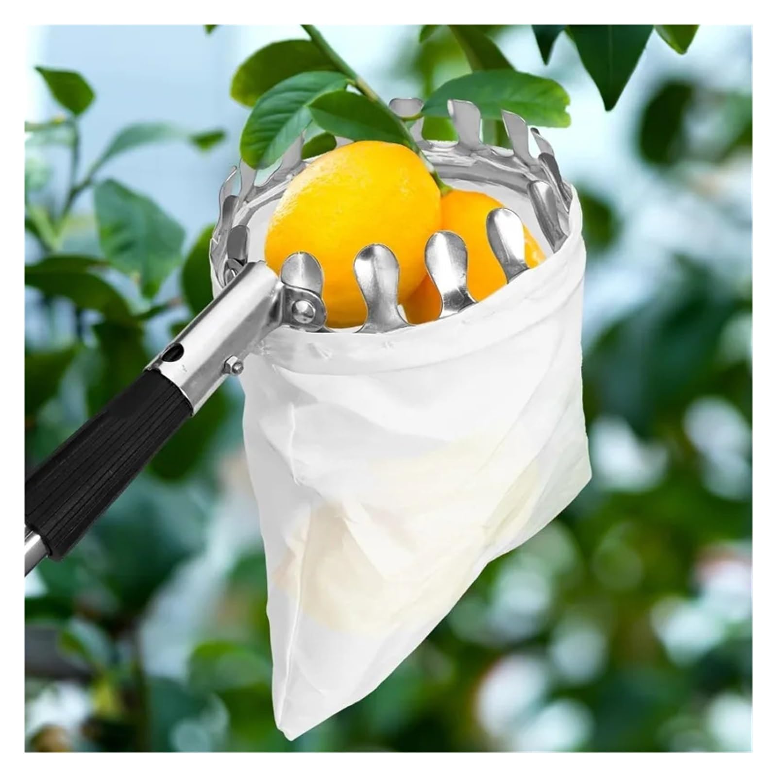Palo telescopico for la raccolta della frutta da 11,5 piedi - Acciaio inossidabile leggero con grande cestino in tessuto non tessuto for mele, mango e arance