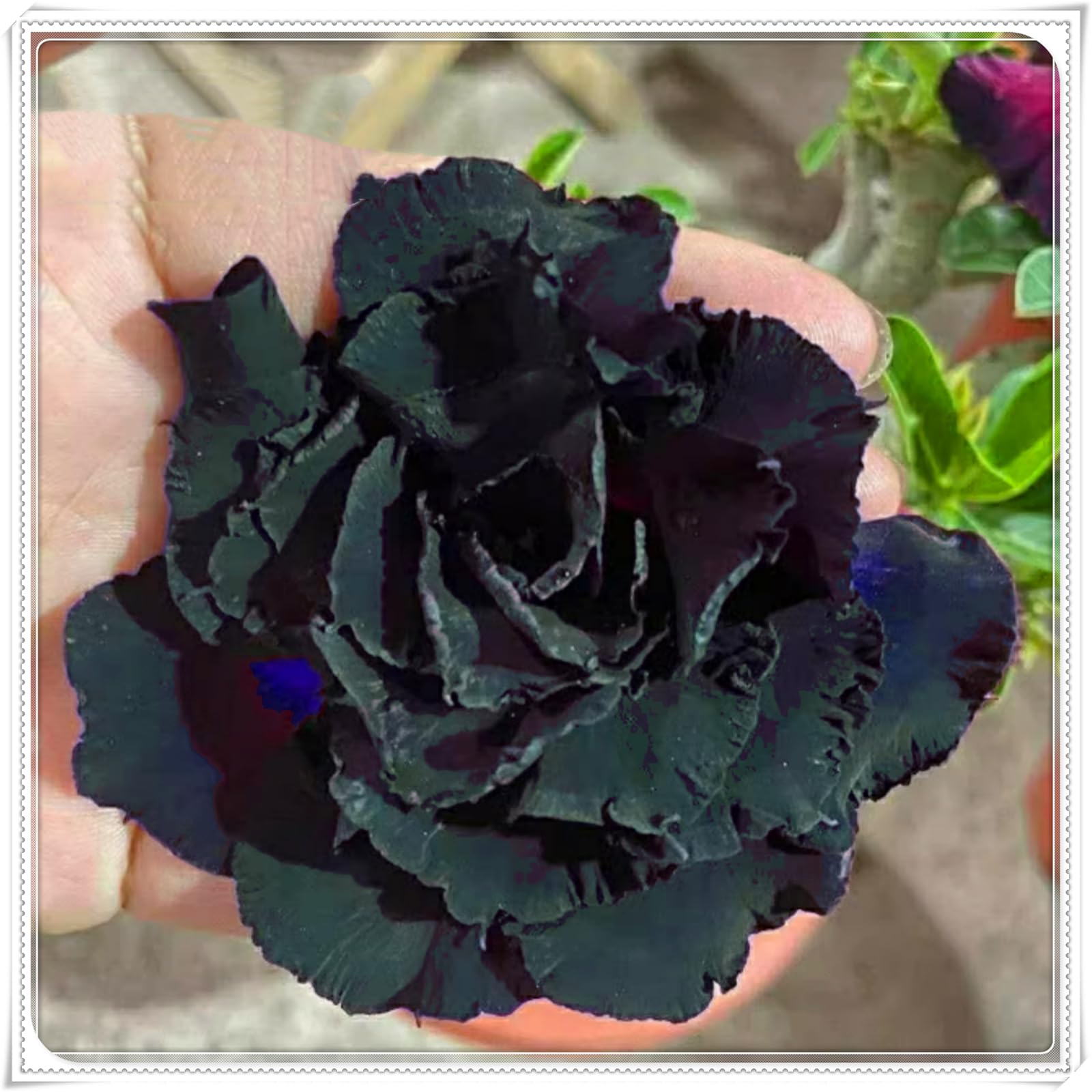 Perennial, Brilliant Desert Rose Bulbs,for Stunning Garden Displays-2 Bulbs-E