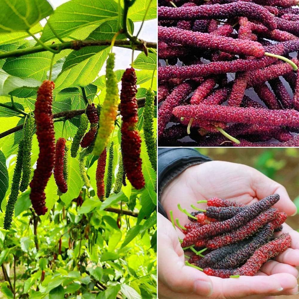 Moltebeeren Samen 100 Stück - Winterfeste Beeren Pflanzen Für Balkon