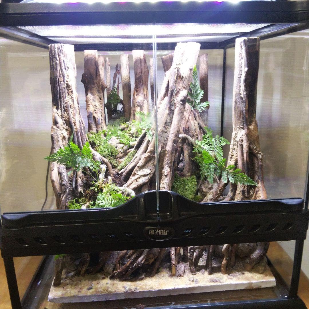 【受注生産】グラステラリウム3030　イモリウム　苔テラリウム　アクアテラリウム 完成品】 グラステラリウム3030 イモリウム 苔テラリウム アクア