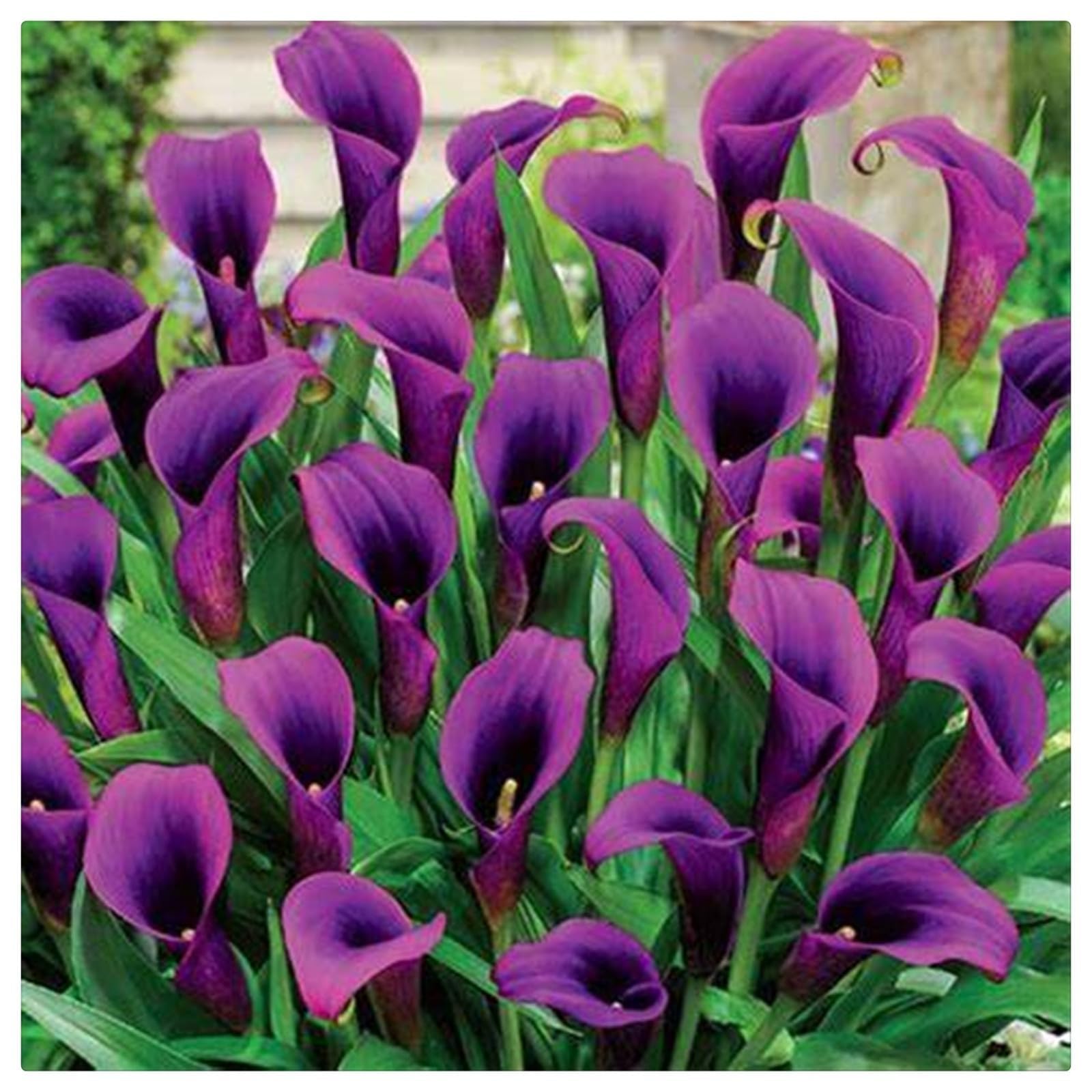 Calla Lily Bulbs for Planting Now UK,Garden Flowers,Hardy Perennial,Plant Bulbs,Cut Flowers,Wedding Flowers,Plant Bulbs,Strong Plants That Grow Well.-8bulbs-I