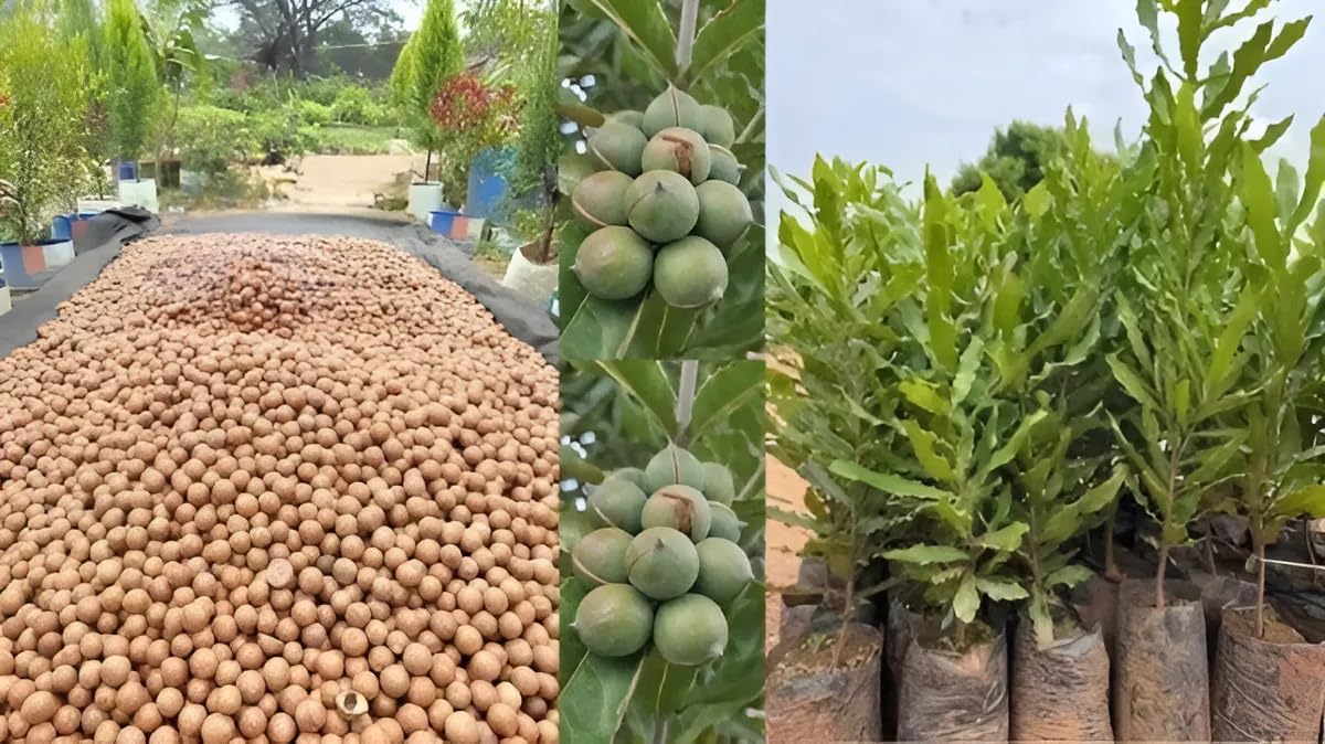 OXY GREEN PLANT®Australia Macadamia nut Queensland nut Bauple nut Maroochi nut Rear Variety 1 Healthy Live Plant (B0D5LTMWB3) Amazon Price History, Amazon Price Tracker