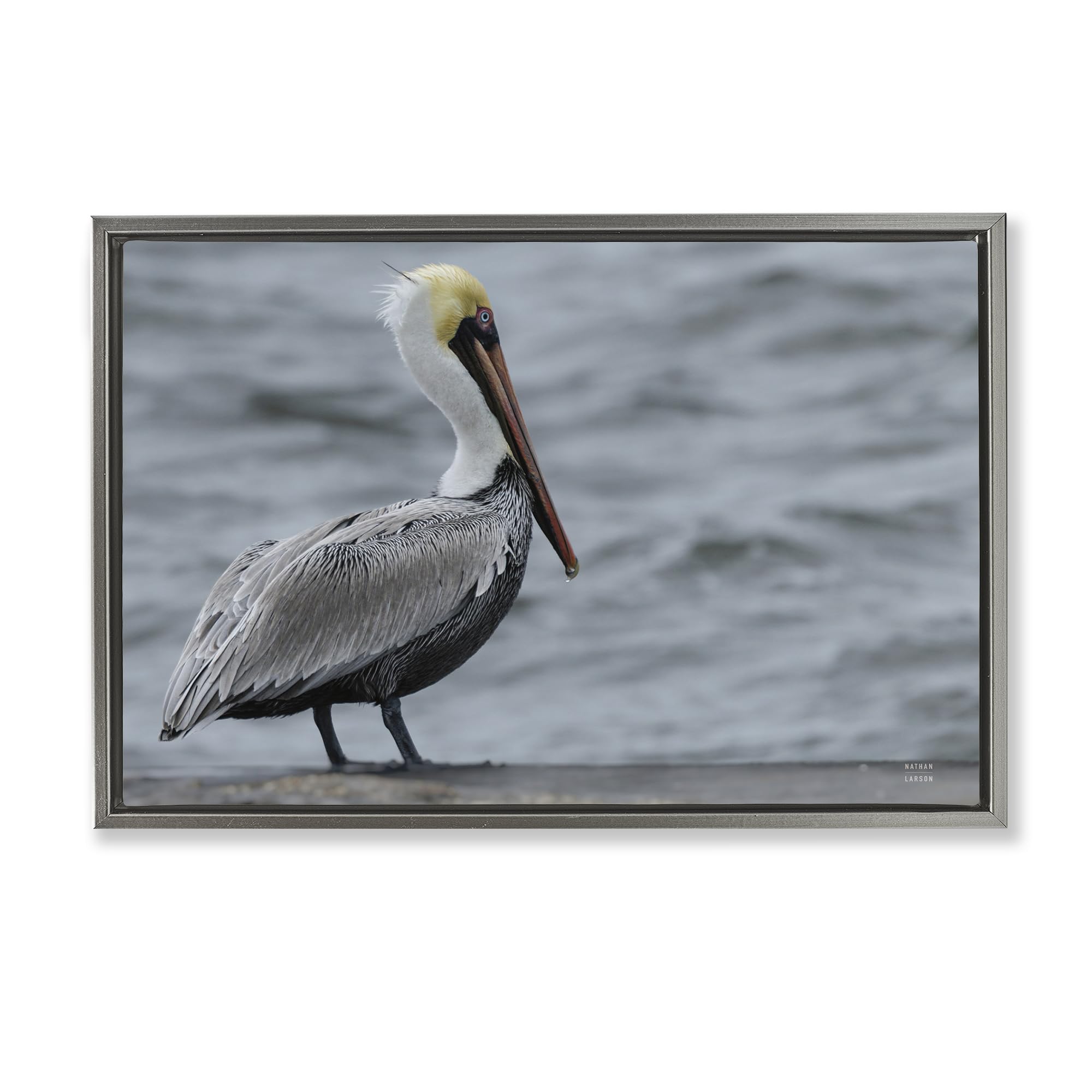 Stupell Industries 'Pelican Watch Photography', Floating Frame Canvas Art, Gray, 31 x 21 Inches, Easy to Hang and Sturdy, Made in USA, by Nathan Larson