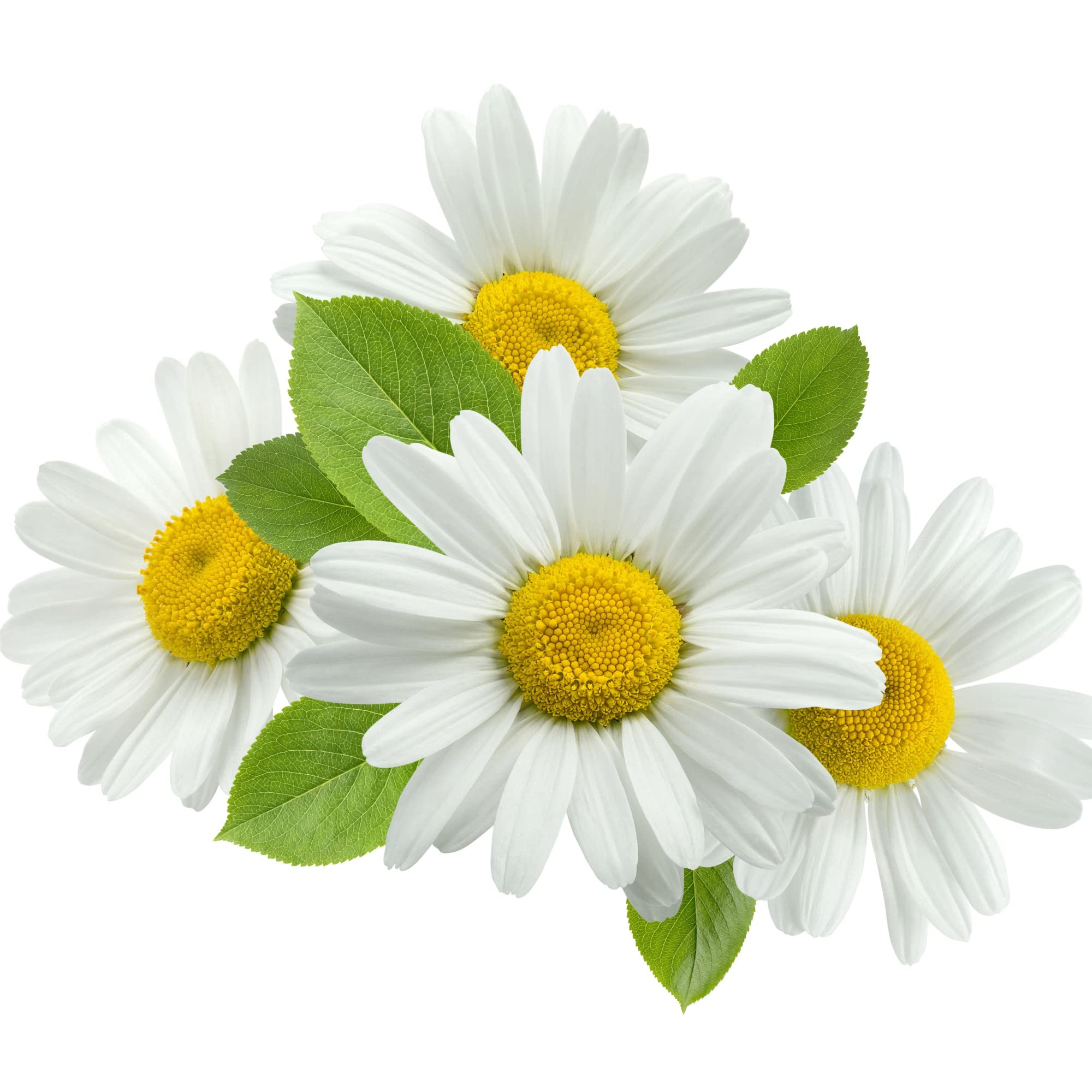 Herb Plants, Chamomile 'Roman', 2 x Full Plants in 9cm Pots, Chamomile Plants, Garden Ready and Ready to Plant, Premium Quality Herbs