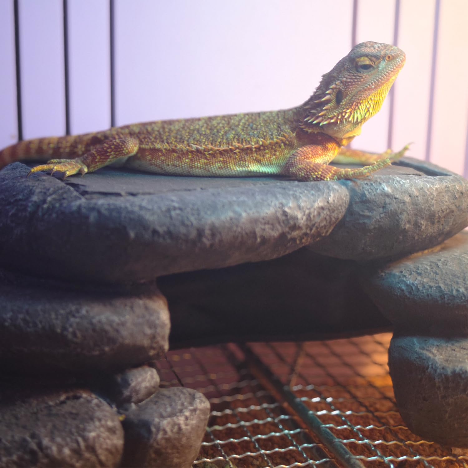 Plataforma grande de dragón barbudo, piel de lagarto, serpiente o reptil con piedra de pizarra de almacenamiento de calor, 12.6 x 7 x 3.5 pulgadas