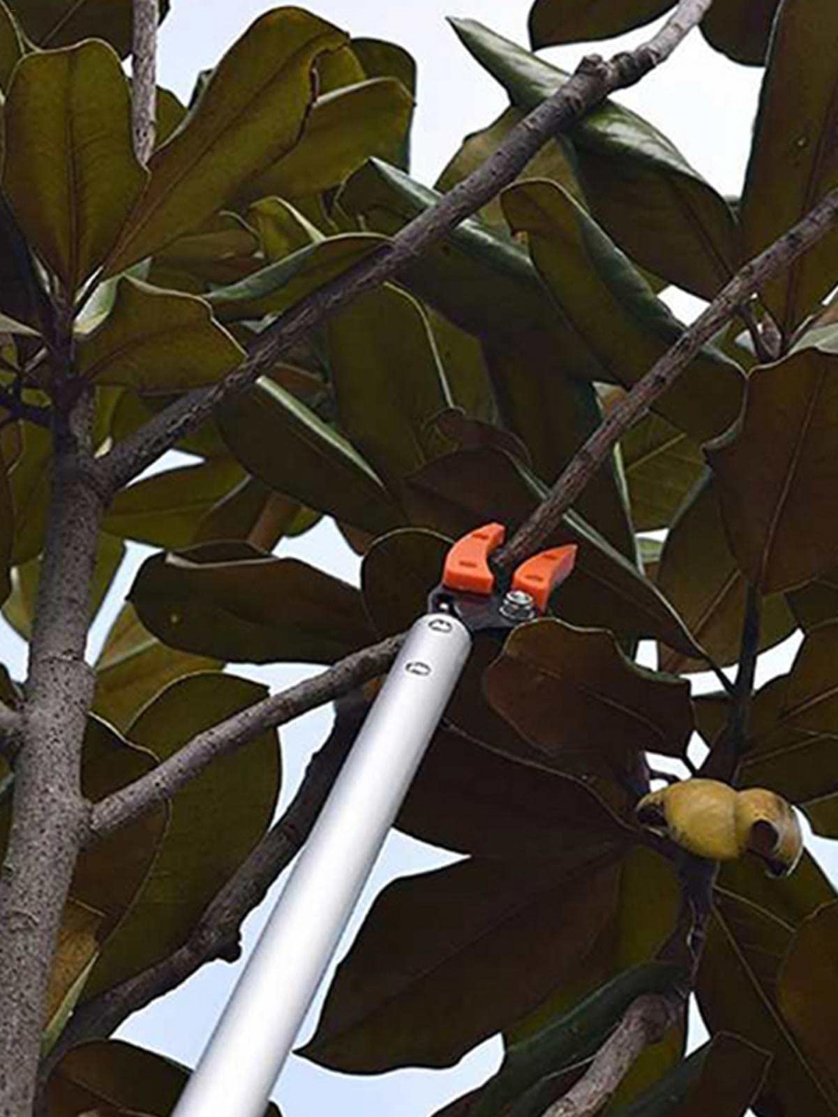 Tijeras de podar de mango largo para ramas de árbol, podadora larga y práctica para recolector de frutas para caqui de manzana, 80 cm/1 m