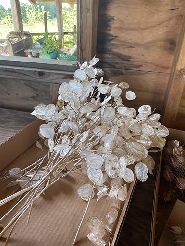 TomorrowSeeds - Semillas de plantas de dinero - Paquete de más de 50 unidades - para 2024 sin OMG USA Lunaria Annual Honestidad Planta de dólar de