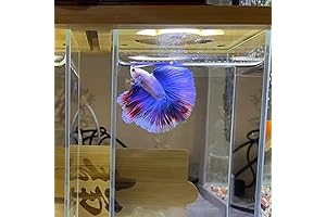 Live Crown Tail Betta Male Fish - Fish Beta Live in Aquarium