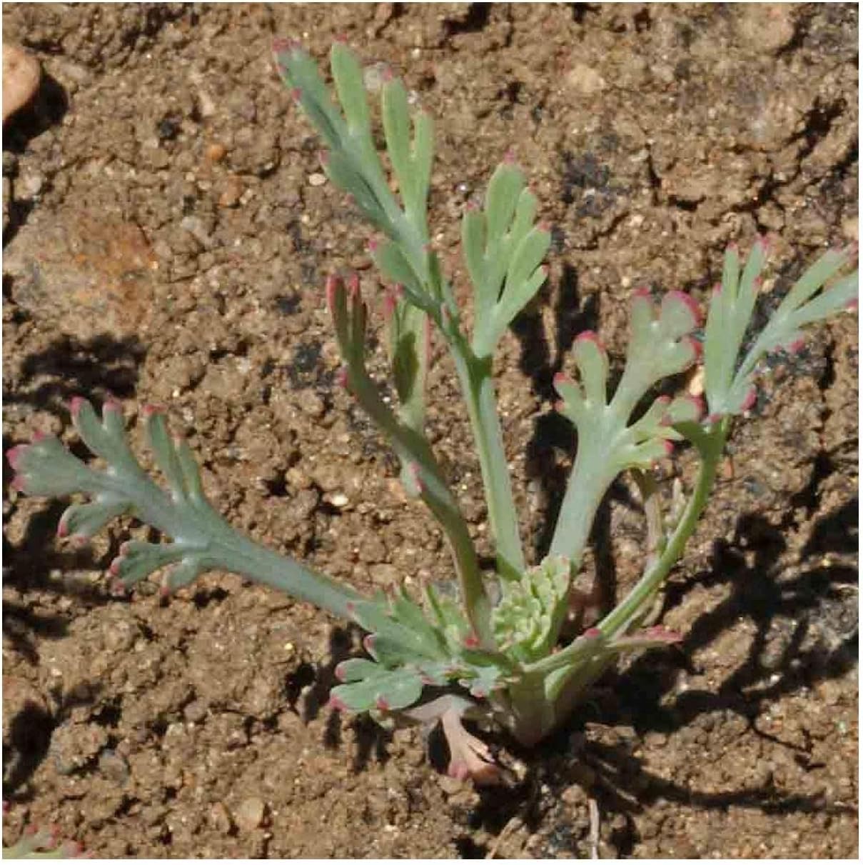 Everwilde Farms - 1 Lb Red Chief California Poppy Wildflower Seeds - Gold Vault