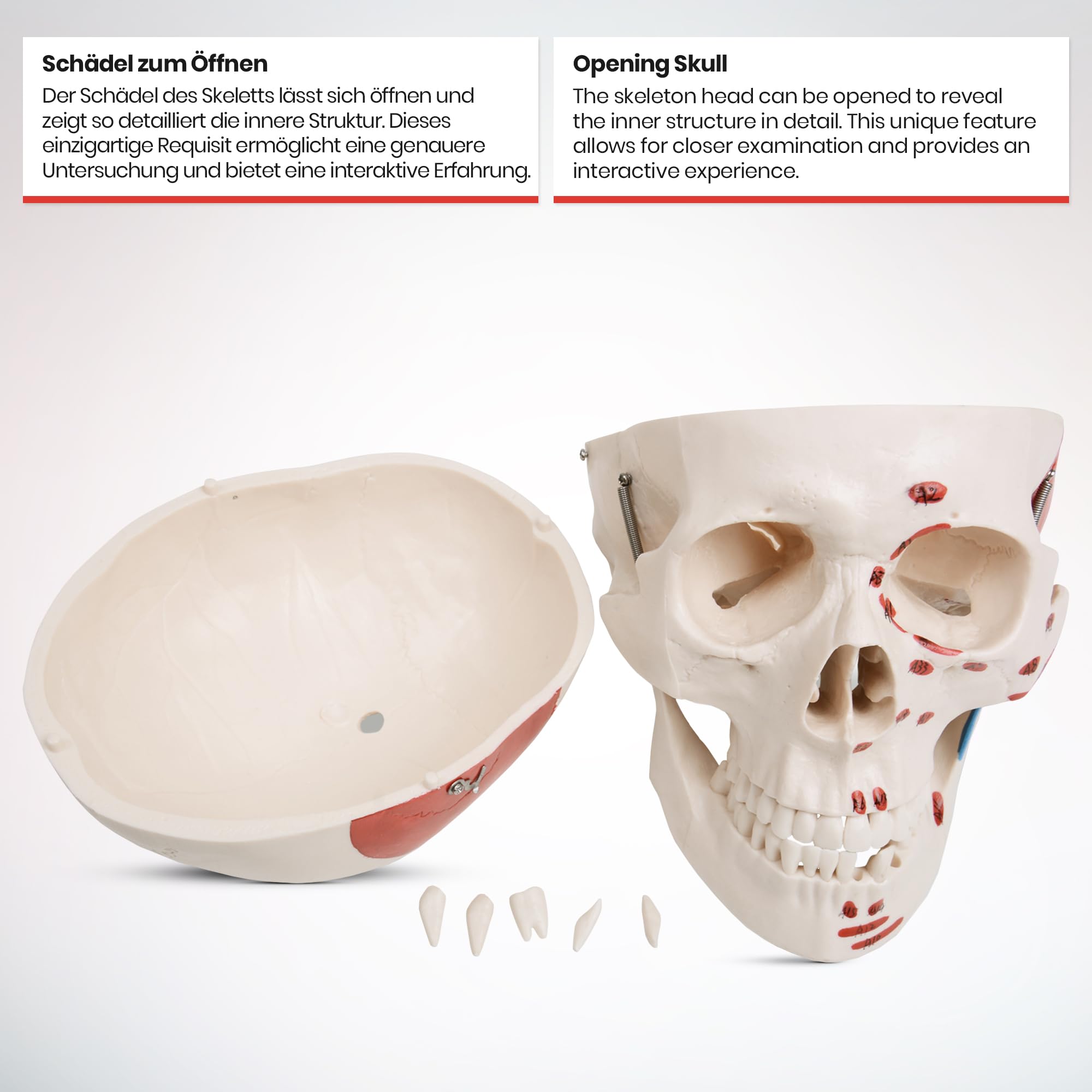 Jago® Anatomiczny szkielet – naturalnej wielkości, z plakatem, stojakiem, ruchomymi kończynami – szkielet ludzki, anatomiczny model ciała, do nauki medycyny, szkoły, kliniki, fizjoterapii
