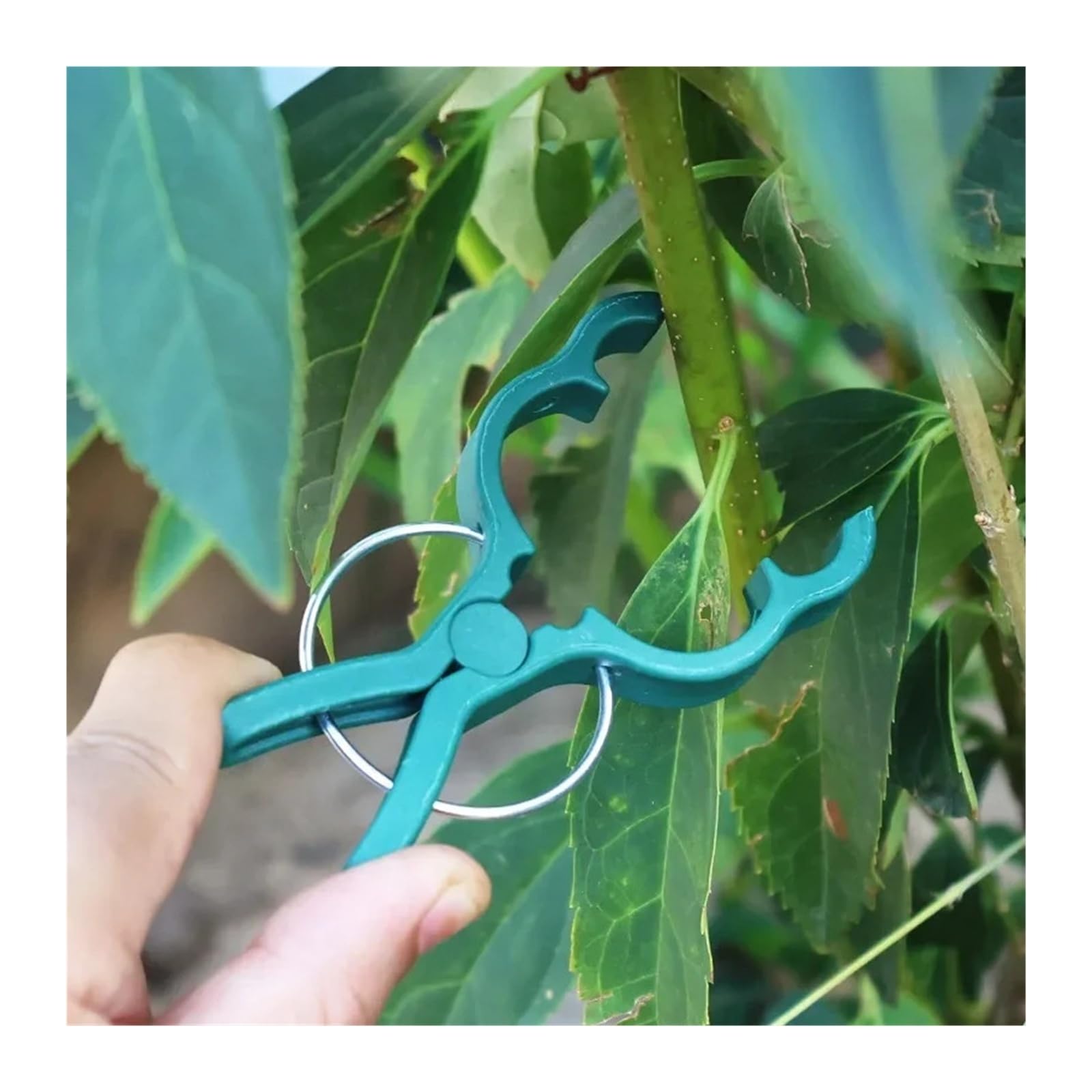 Generico Clip di Supporto for Piante Verdi for rampicanti con Clip fisse