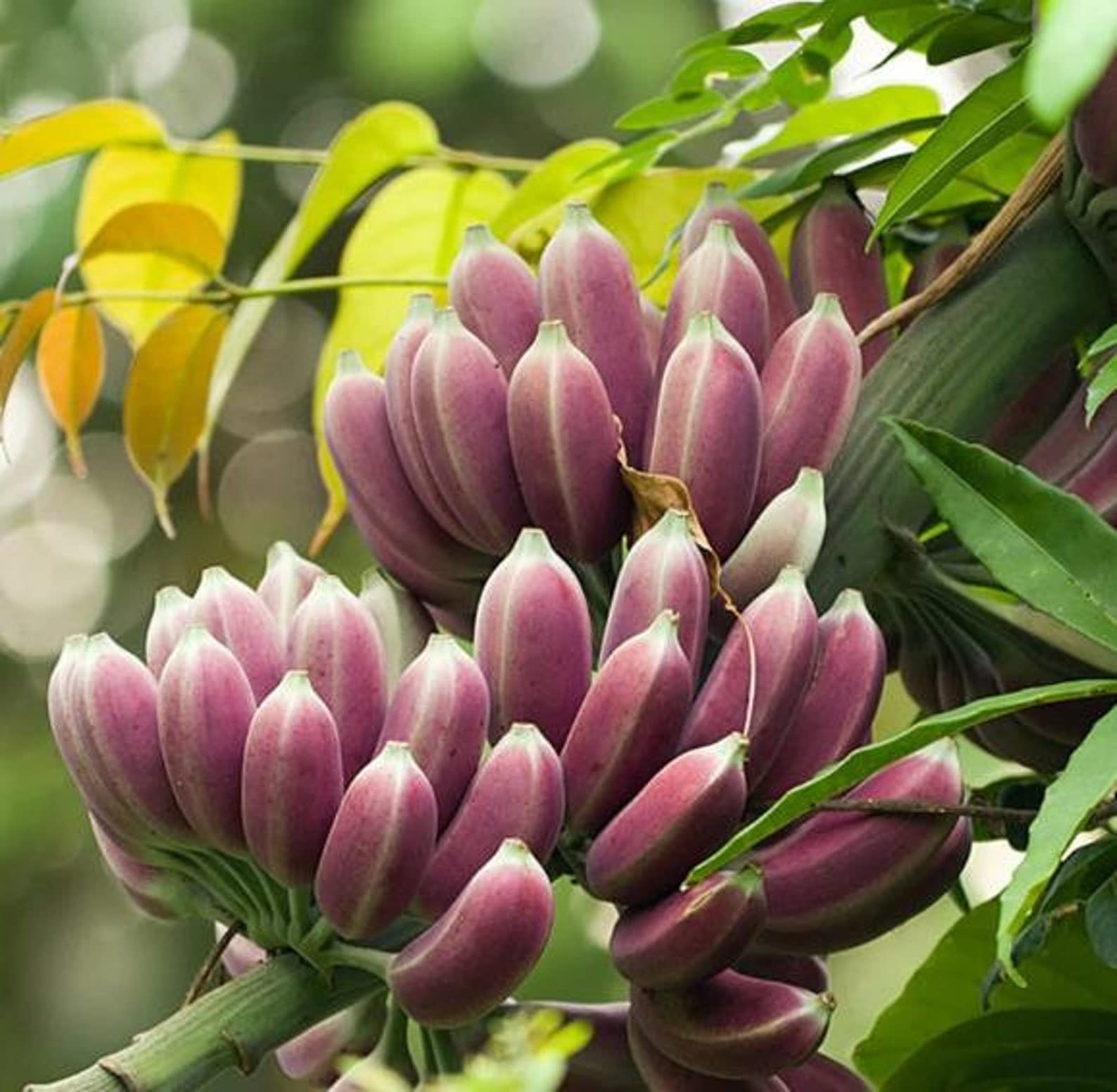 M-Tech Gardens Rare Banana " Burmese Blue " Exotic 10 Fruit Seeds for Growing (B0BPBSKC7Q) Amazon Price History, Amazon Price Tracker