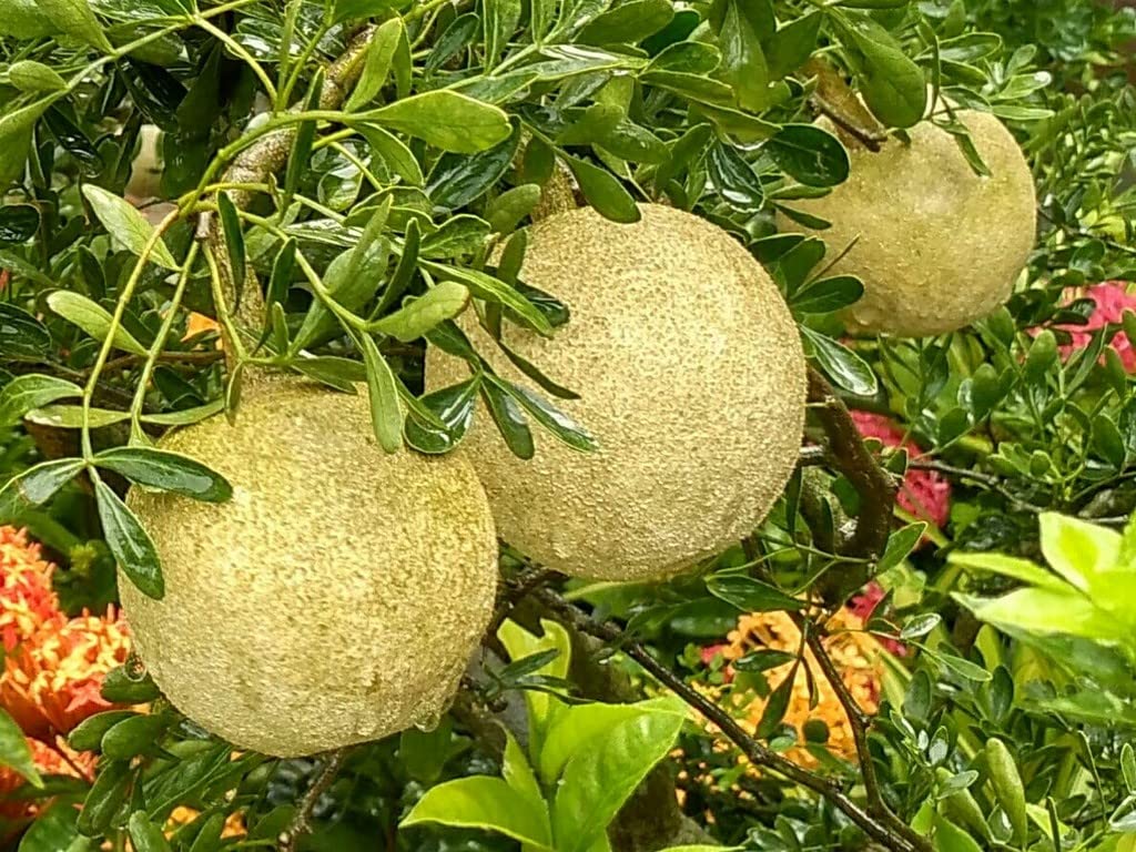 Creative Farmer Wood Apple (Limonia Acidissima) Rare Grafted Sweet Bael Chocolate Fruit Live Plant Suitable For Bonsai (Healthy Live Plant) (B09SD5J8NW) Amazon Price History, Amazon Price Tracker