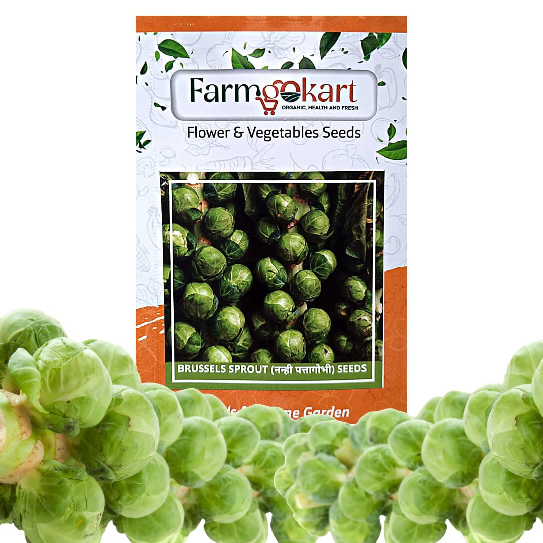Farmgokart |Pack of 100 Nos | BRUSSEL SPROUT | Best Suitable For Terrace And Home Gardening |Quality Exotic vegetable Seeds| (B09NK34MK5) Amazon Price History, Amazon Price Tracker