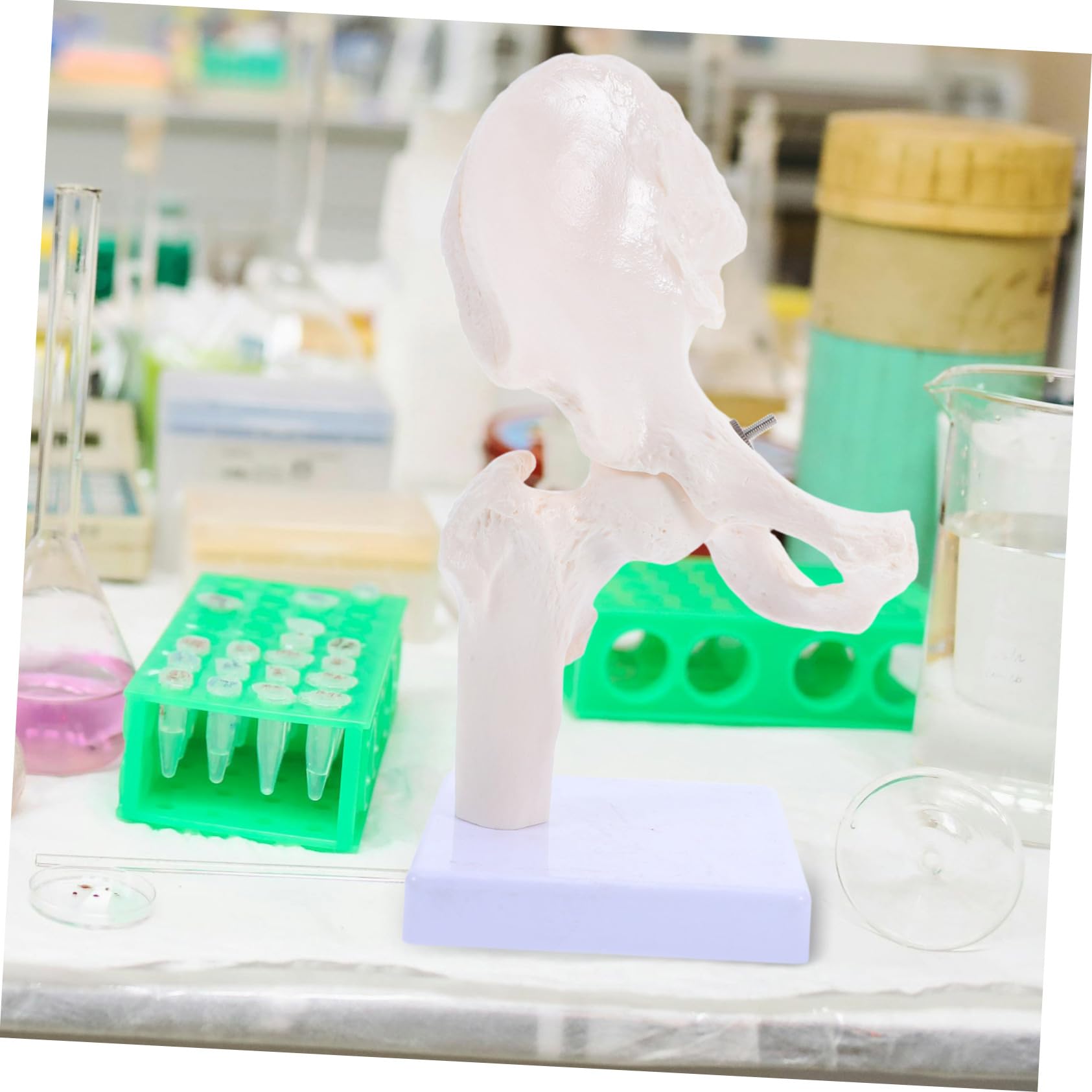 Anatomico Scheletrico Umano Per Studio Anatomia Strumento Didattico Per Scuole e Laboratori Realistico e Duraturo Per Educazione Scientifica e Comprensione Della Struttura Ossea