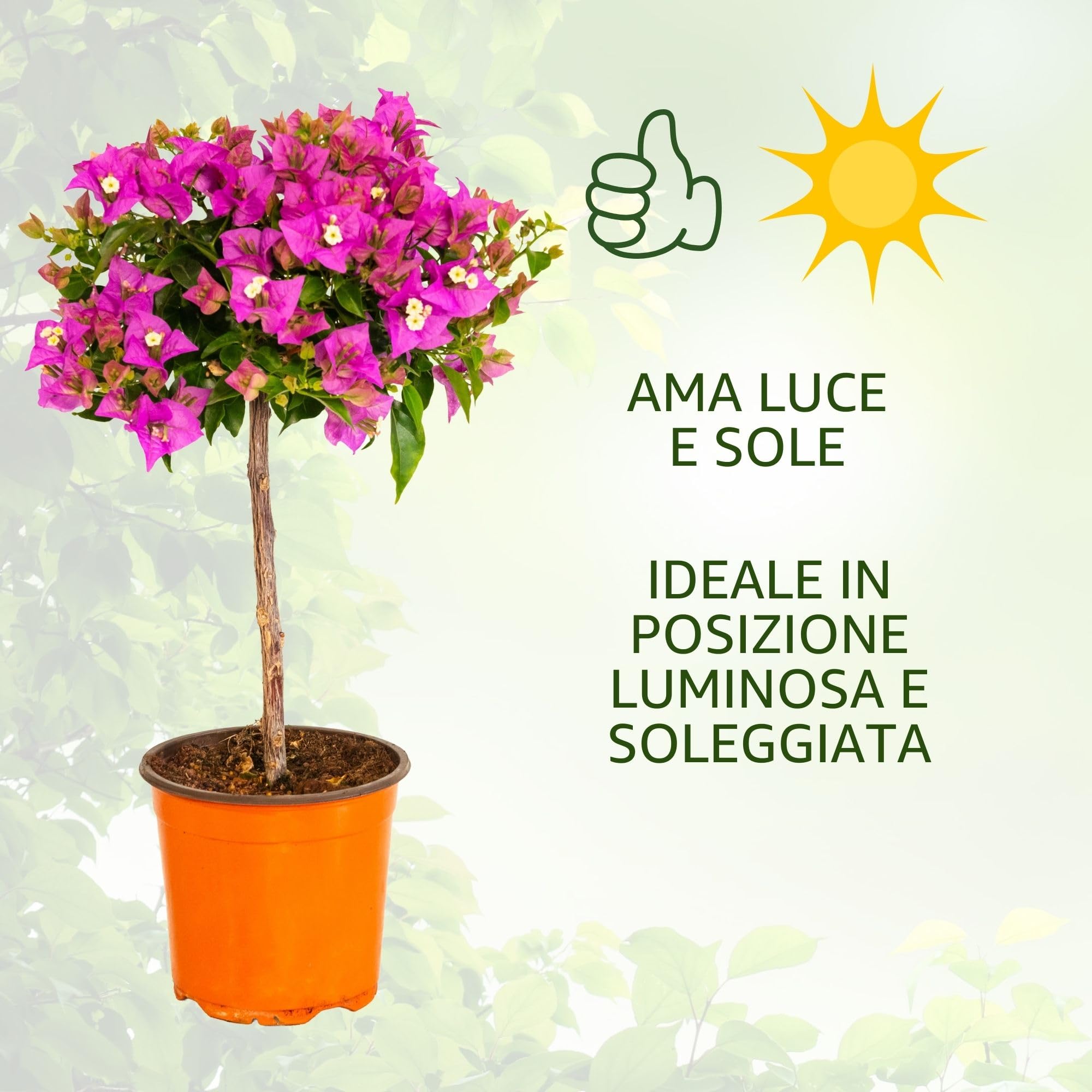 Bougainvillea (Alberello Viola/Fucsia, Vaso 17, h 50 cm)