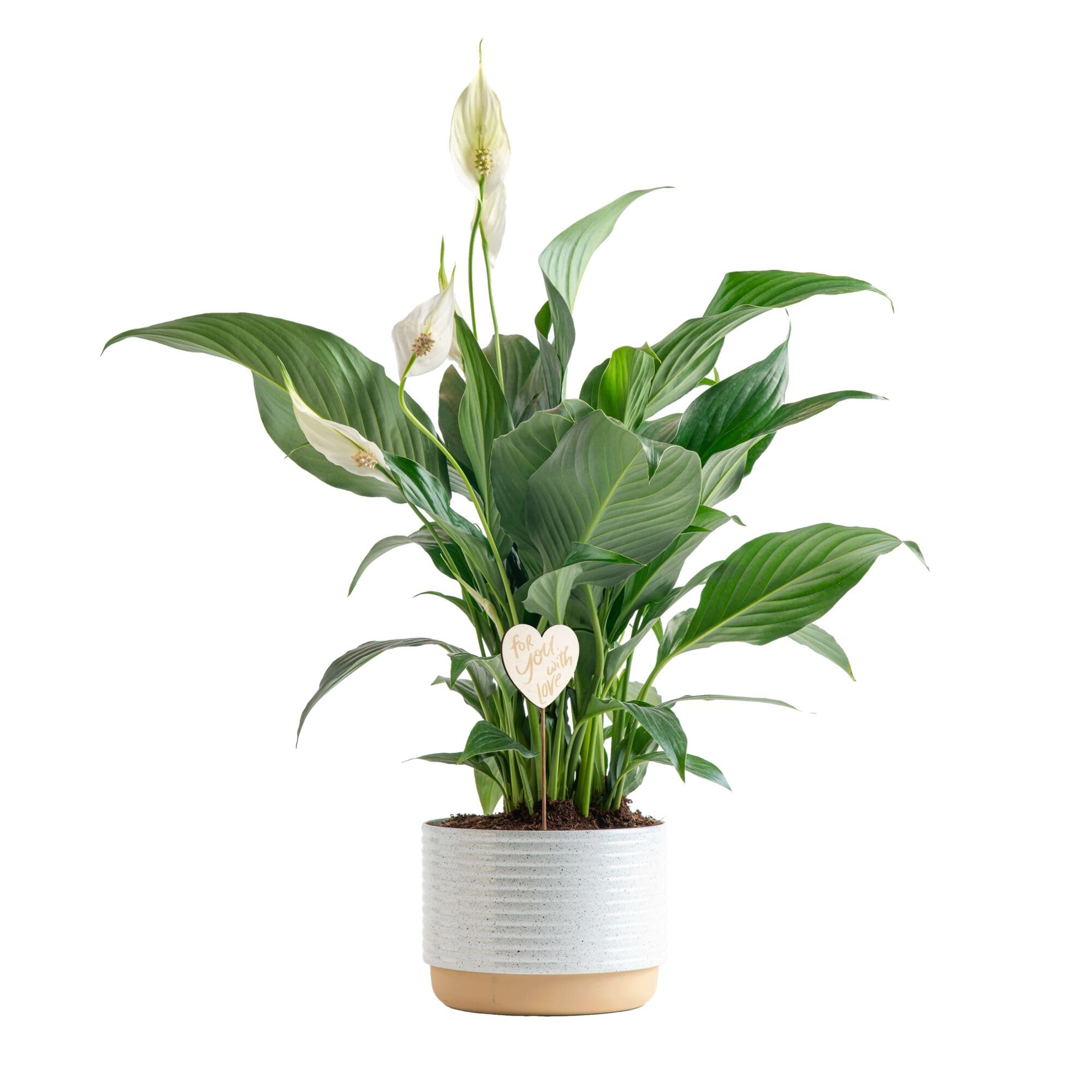 Costa Farms Peace Lily Live Plant, Decor Ready Houseplant with Flowers - 1 Foot Tall - Easy to Grow Blooming Plant in 6-Inch Flower Pot | Birthday Gift | Room Decor, Home Decor