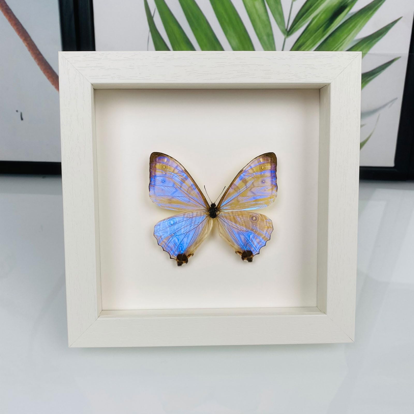 Taxidermy Mounted In Frame,Exquisite Butterflies Insect Specimen,Collection Of Butterfly,Unique Home Decor Wall Decoration Gift For Christmas Valentine Birthday,Real Butterfly Specimens17.6*17.6cm