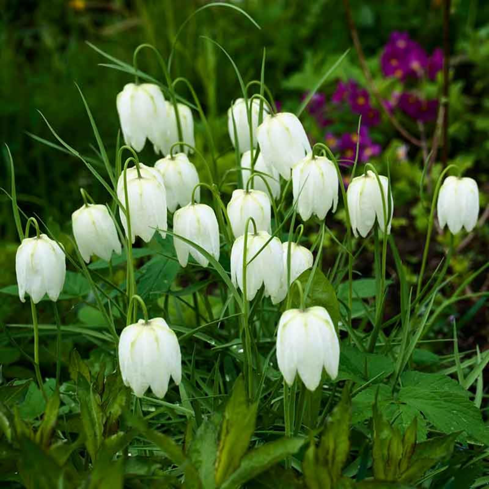 Carbeth Plants 100 x Fritillaria Meleagris Alba Spring Bulbs